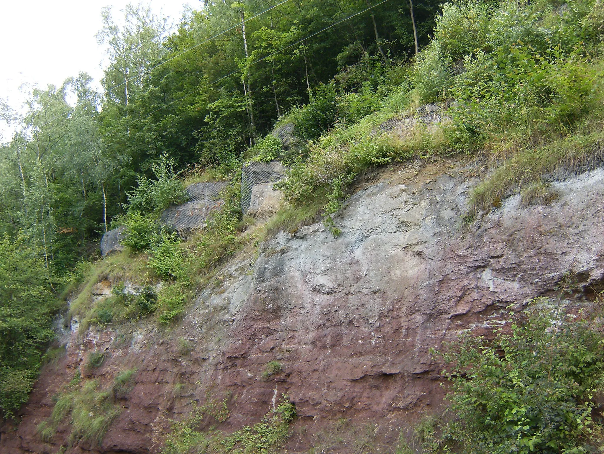 Photo showing: Something very special for people interested in geology: Outcrop in the so called "Schiefergasse" above Milbitz village (suburb of Gera, Thuringia), showing the so called Zechstein transgression. Terrestrial redbeds are overlain by a transgressional conglomerate grading into marine limestones (“Mutterflöz”, secured against rockfall by mesh wire and partly covered by vegetation).
