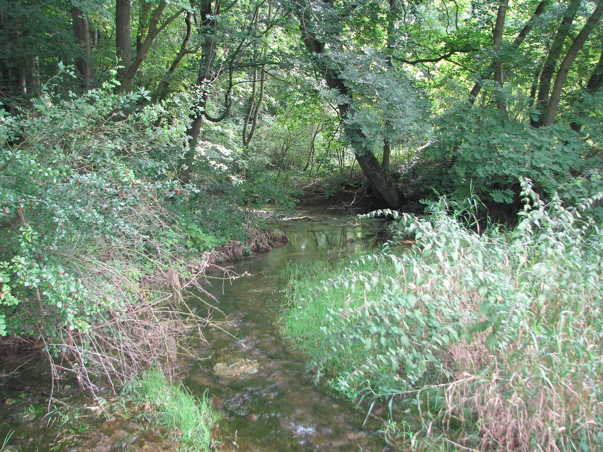 Photo showing: Die Helbe bei Großbrüchter (Helbedündorf) nach einem regenreichen August.