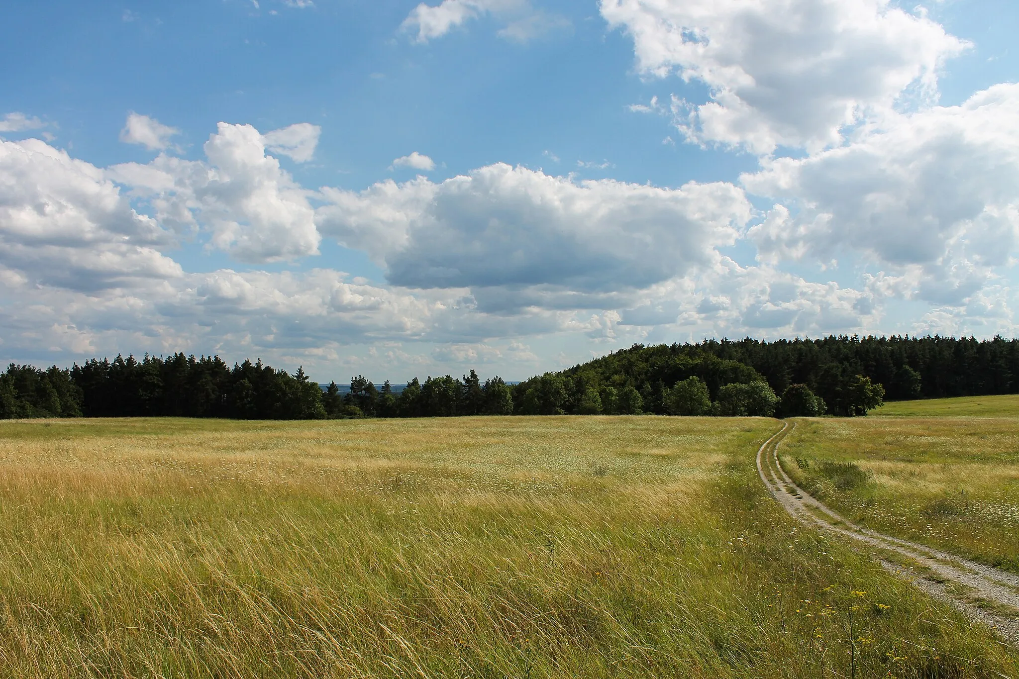 Photo showing: The en:Wöllmisse near Jena-Lobeda, close to the large-leaved linden.