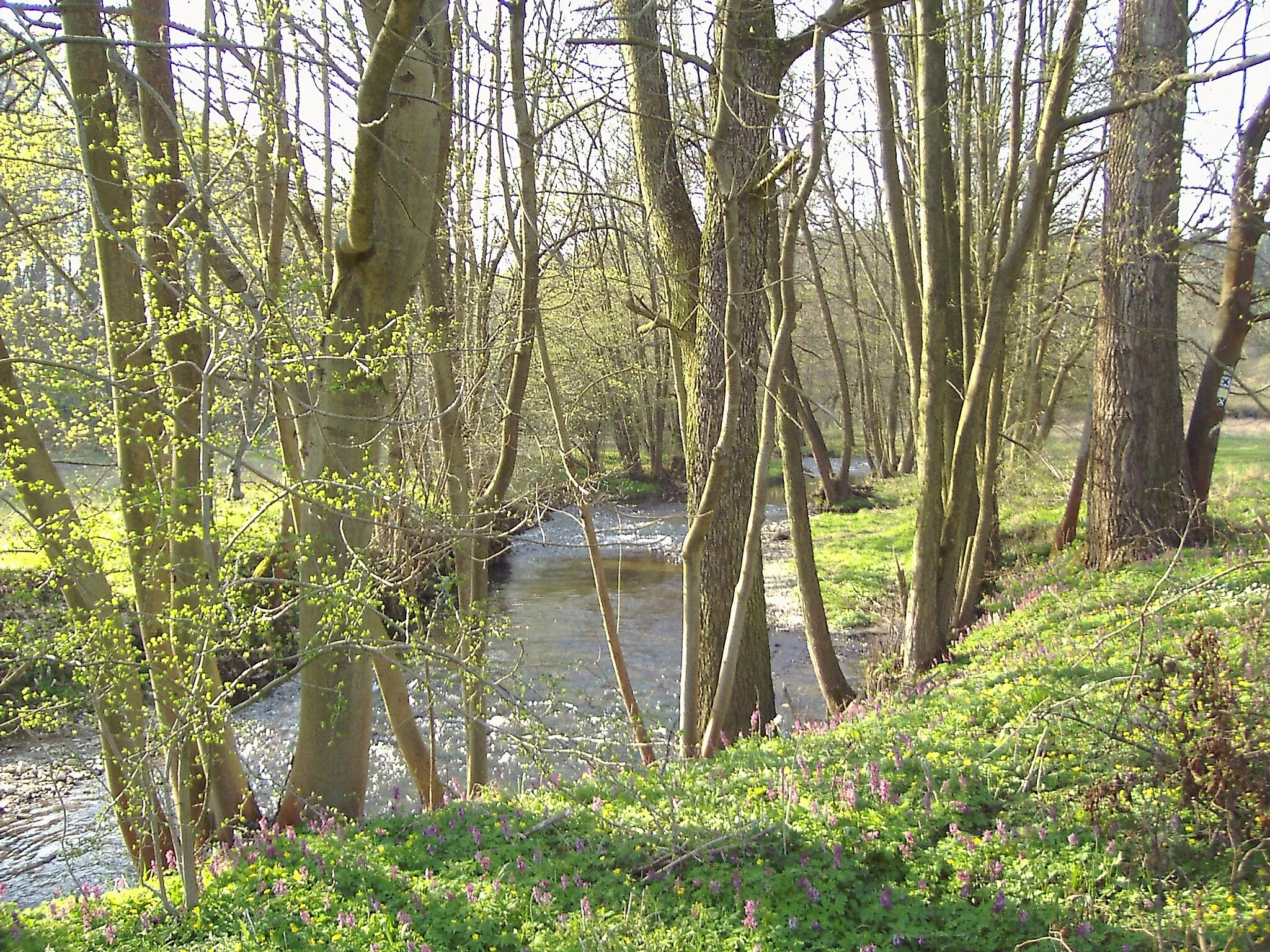 Photo showing: Die Unstrut bei Reiser mit Auwaldgalerie und Frühblühern (Scharbockskraut und Hohler Lerchensporn).