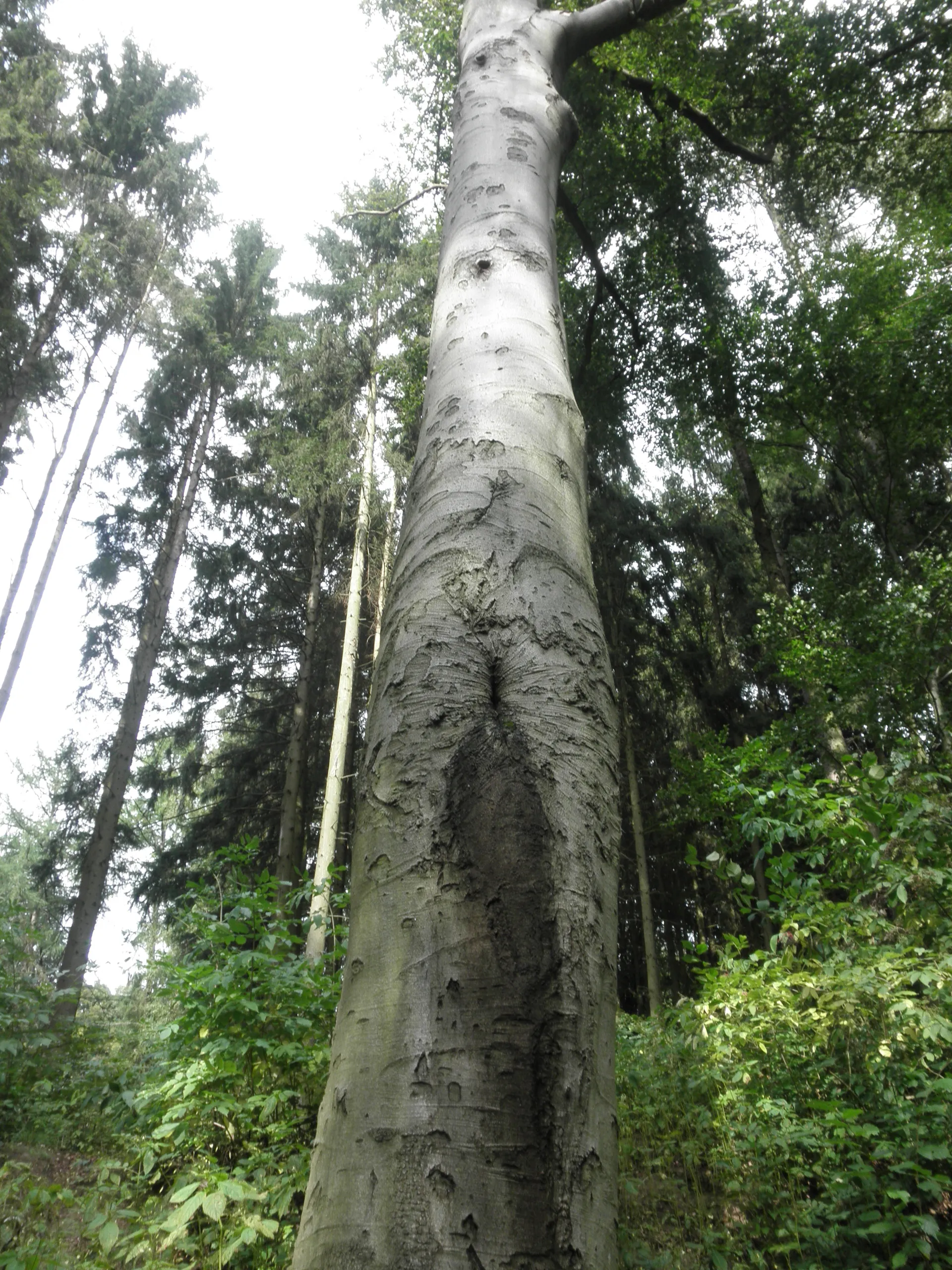 Photo showing: Bomb Splinters in tree in Queste (Berg) in Schmalkalden