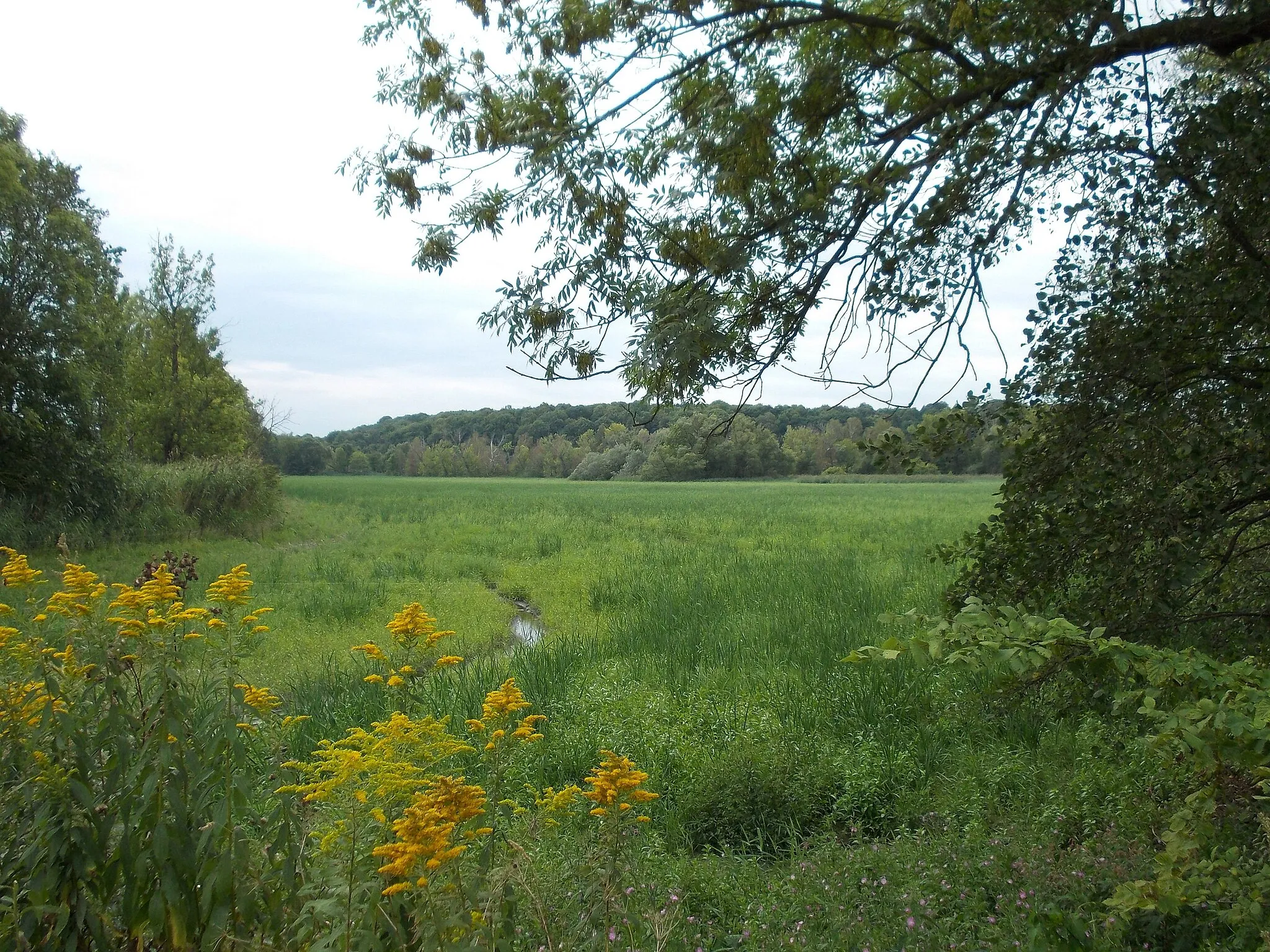 Photo showing: Nobitz Pond near Haselbach (district of Altenburger Land, Thuringia) drained during summer