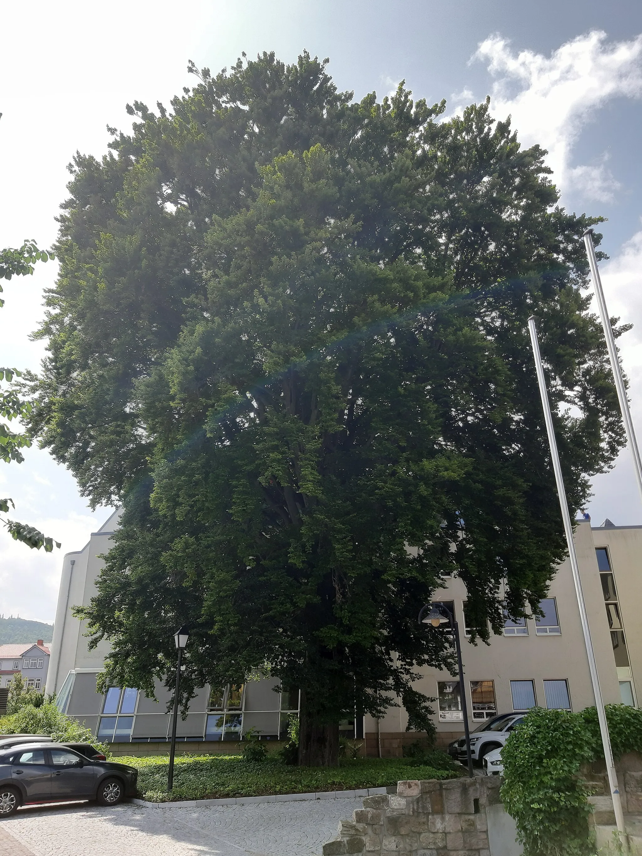 Photo showing: Naturdenkmal  Rotbuche Sparkasse Ilmenau