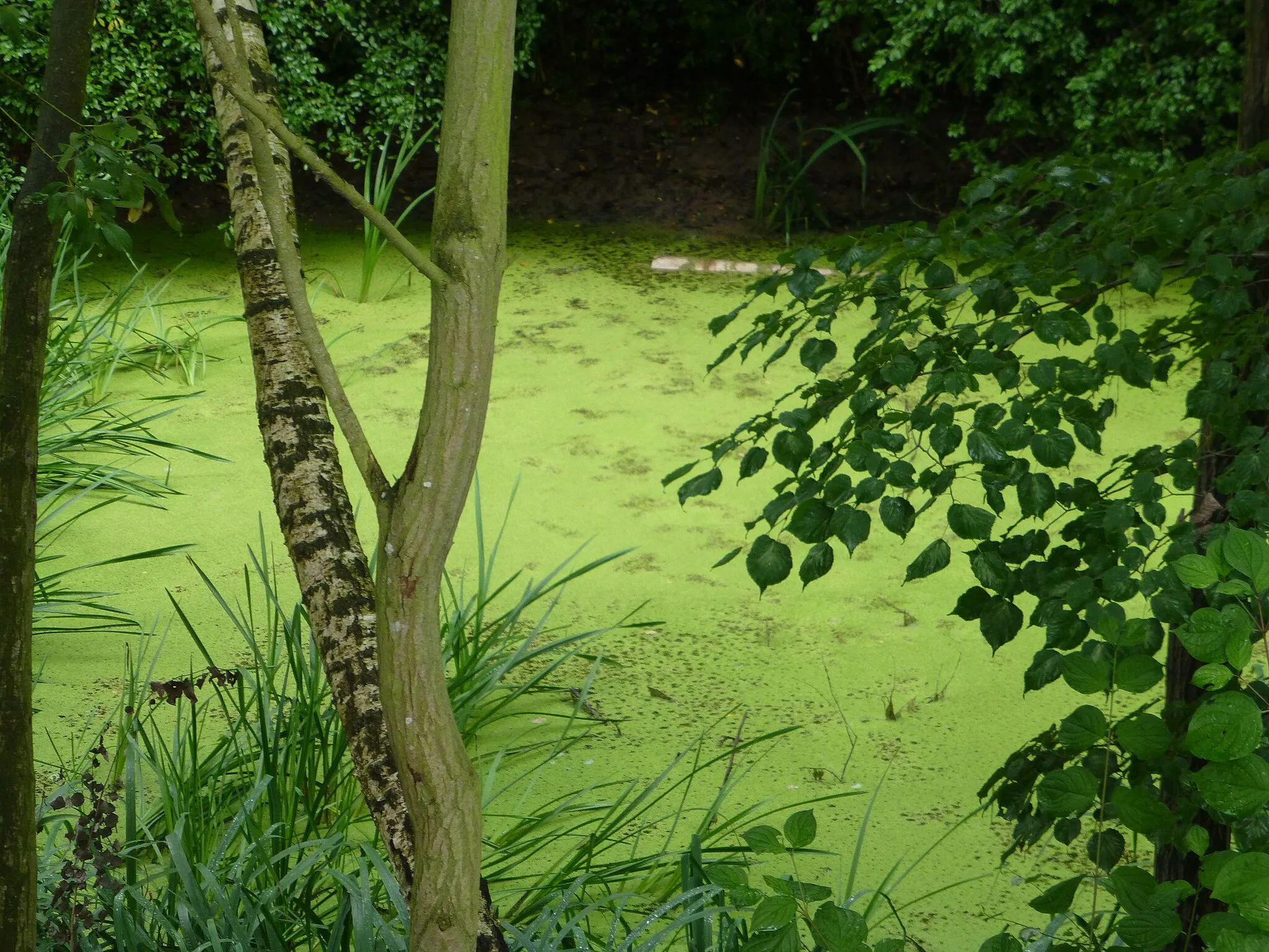 Photo showing: Teich im unteren Pferdestallsgrund