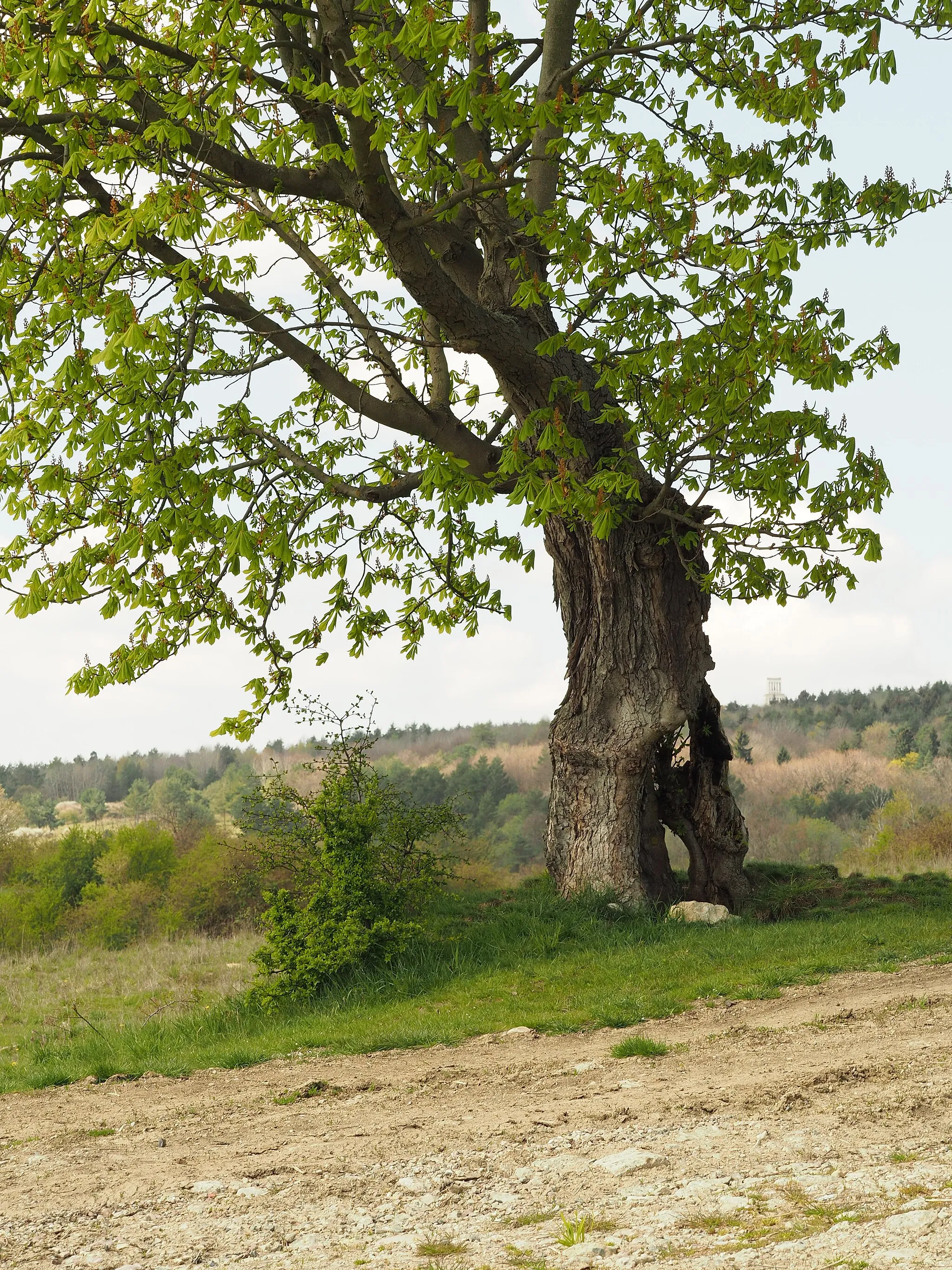 Photo showing: Kastanienbaum im Naturschutzgebiet Südhang Ettersberg; im Hintergrund rechts der Glockenturm der Mahn- und Gedenkstätte Buchenwald