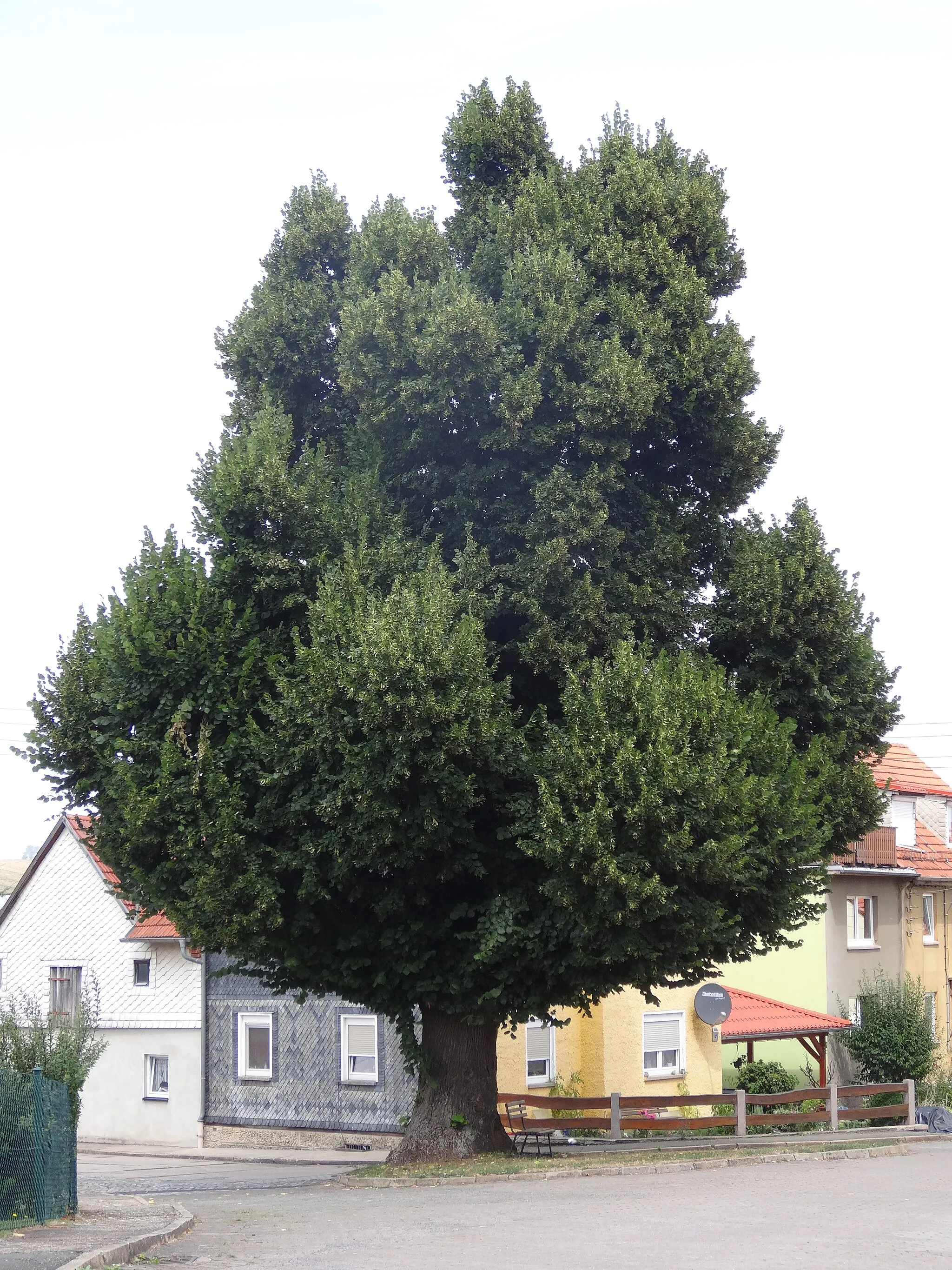Photo showing: Baum in Aschau (Allendorf), Thuringia, Germany