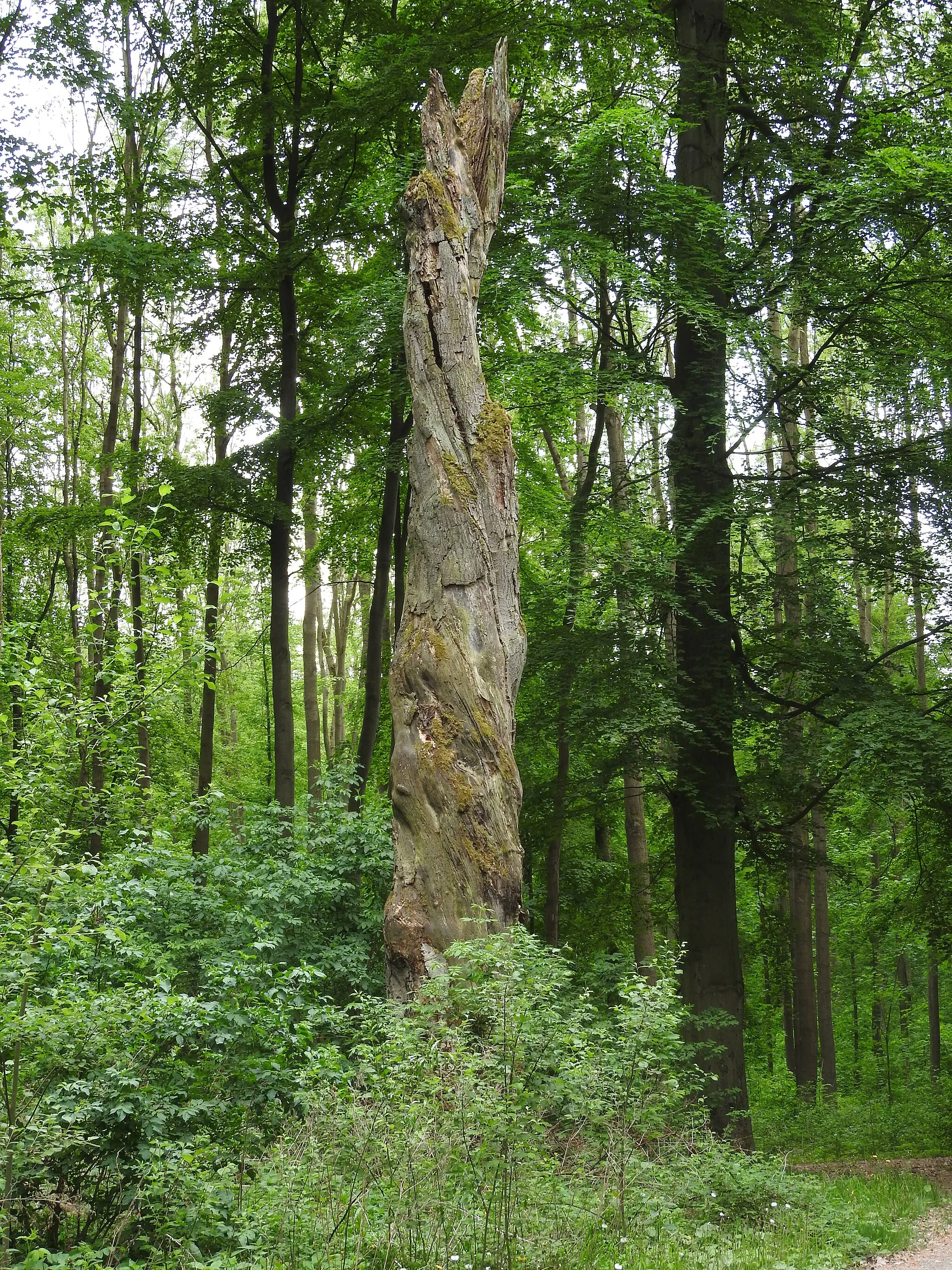 Photo showing: Toter Baum in der Schmücke, Thüringen