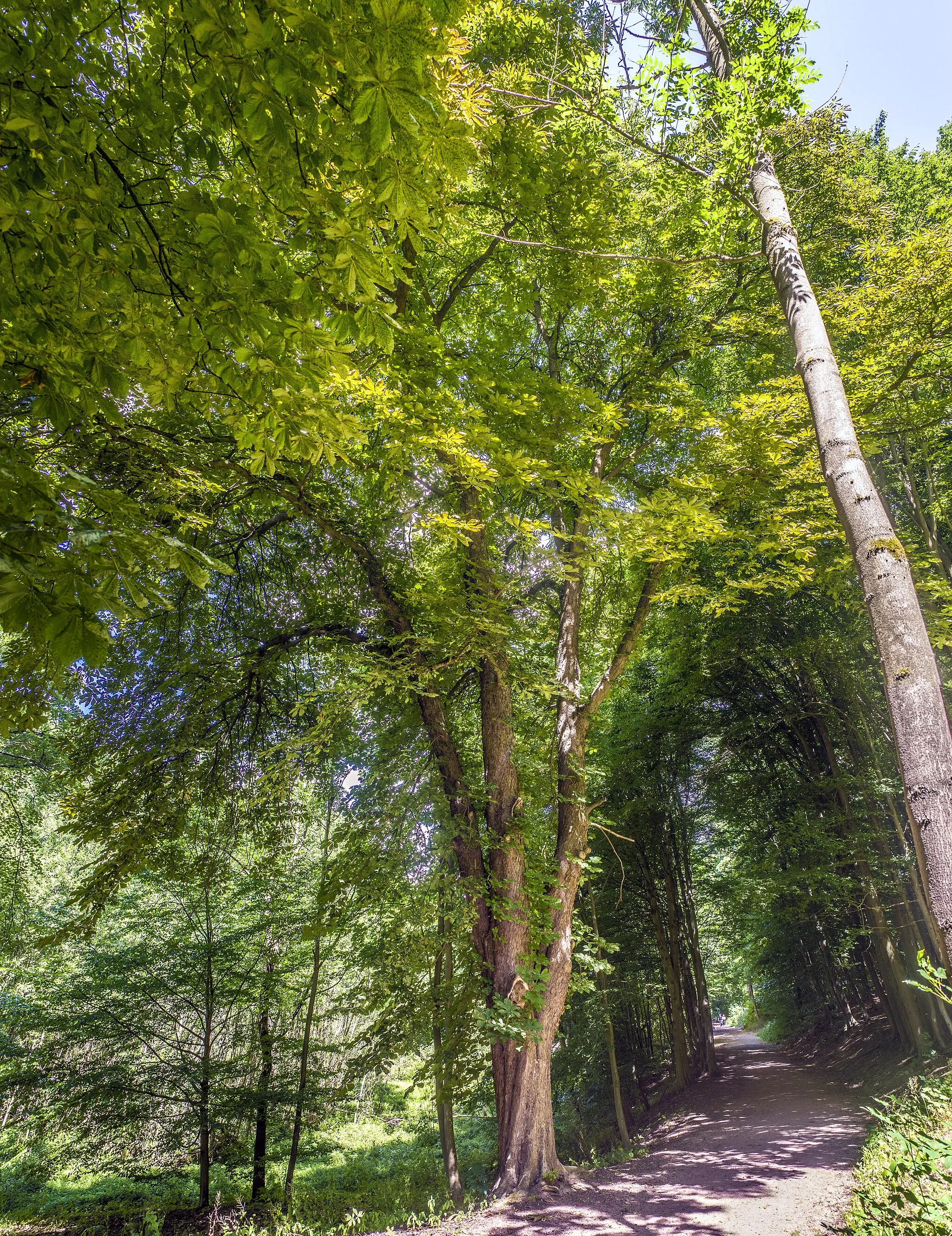 Photo showing: Schillerlinde an der Wichmannpromenade bei Eisenach, im Landschaftsschutzgebiet "Thüringer Wald"