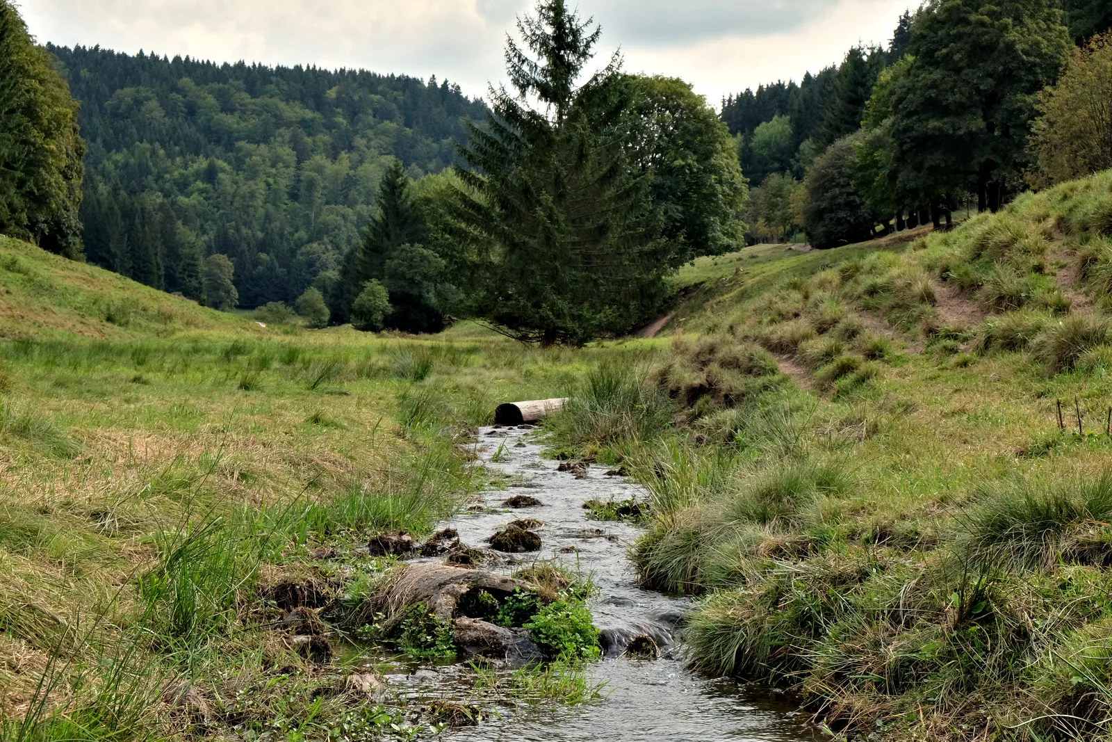 Photo showing: 500px provided description: Blogpost and more Photos: www.jenseitsderfenster.de/2016/09/17/waldwochenende/ [#Forest ,#Wald ,#Woods]