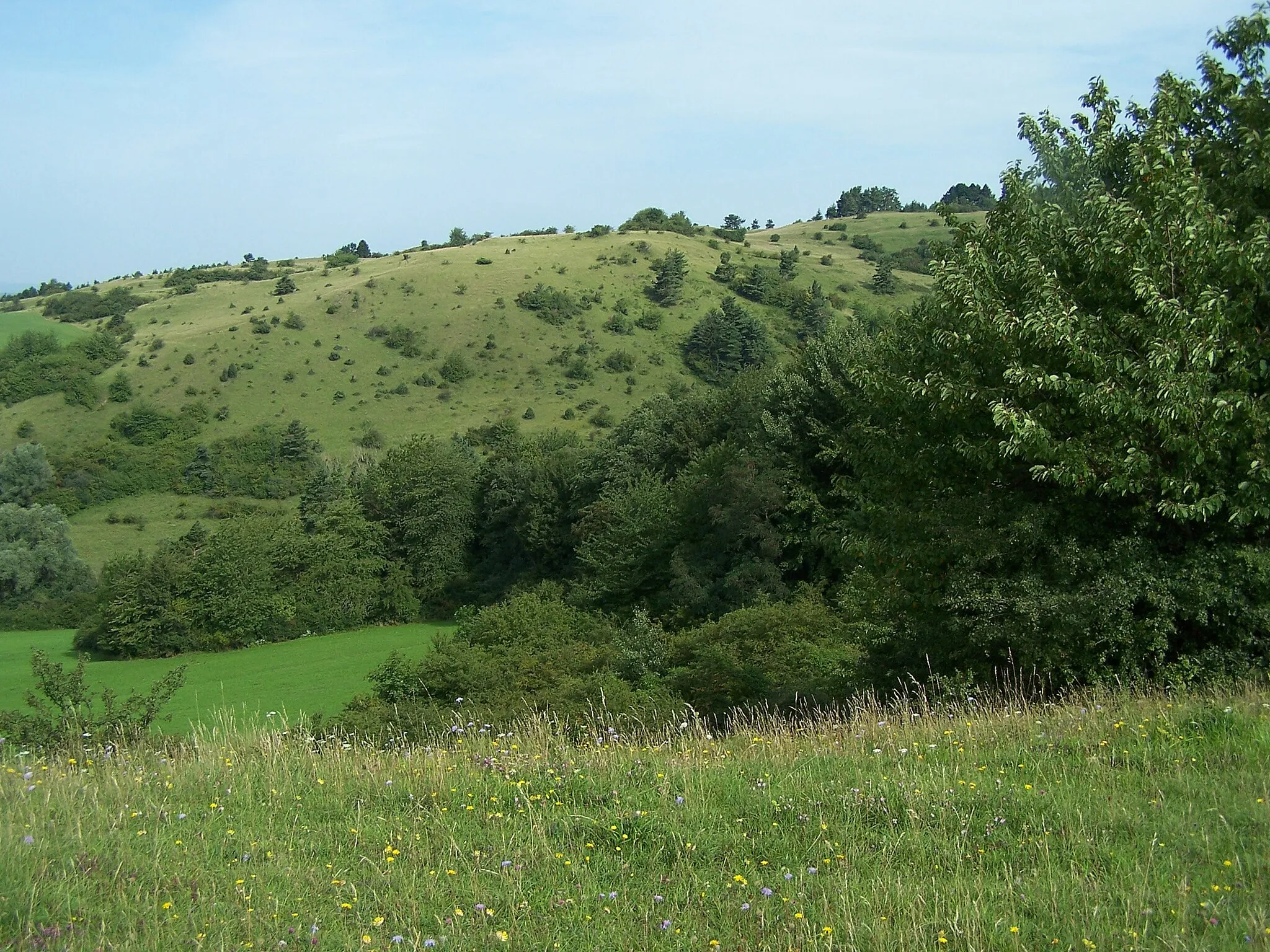 Photo showing: Ansicht des Südhangs (Naturschutzgebiet) des Berges Alte Warth bei Gumpelstadt und Schweina im Wartburgkreis.