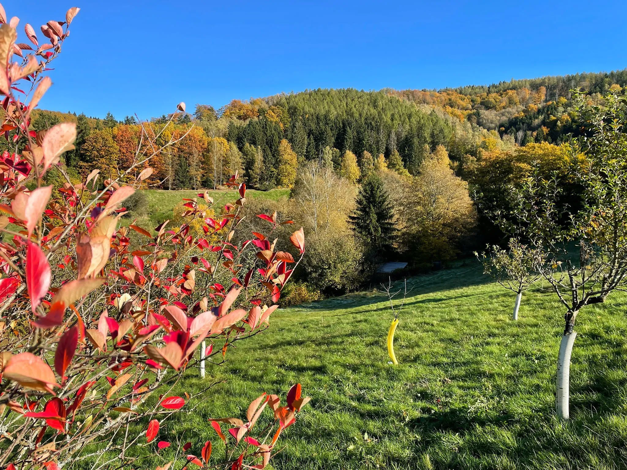 Photo showing: Herbstlicher Blick vom Gänserasen in Richtung des Zimmergrundes