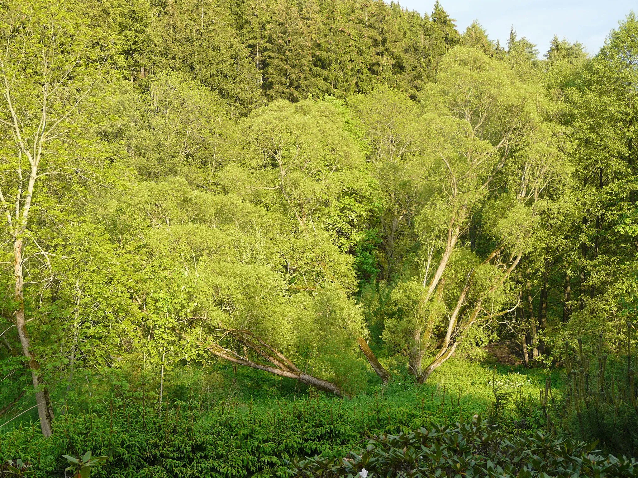 Photo showing: town park in Wurzbach