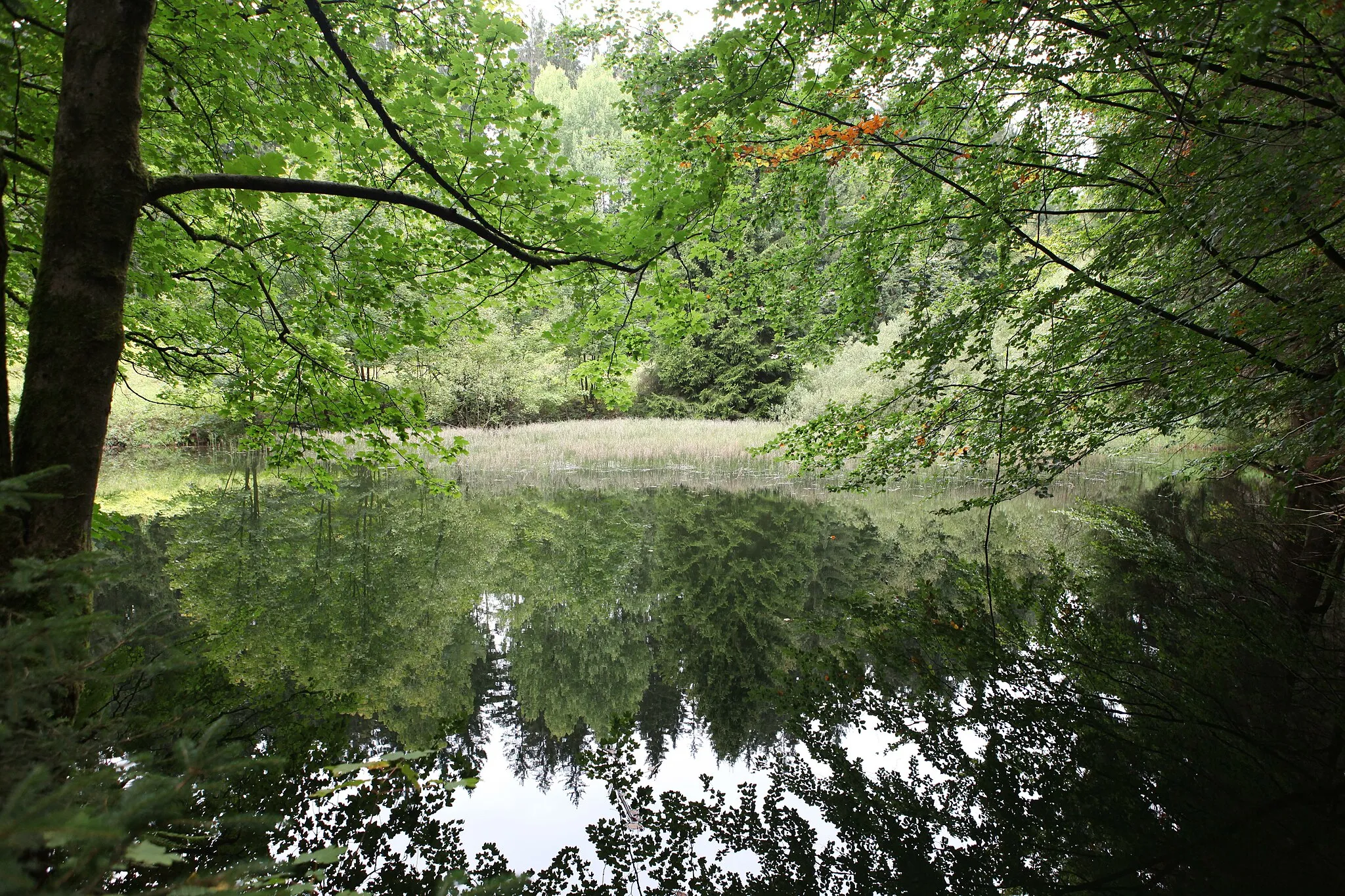 Photo showing: Flößteich Bocksbach bei Judenbach im Landkreis Sonneberg