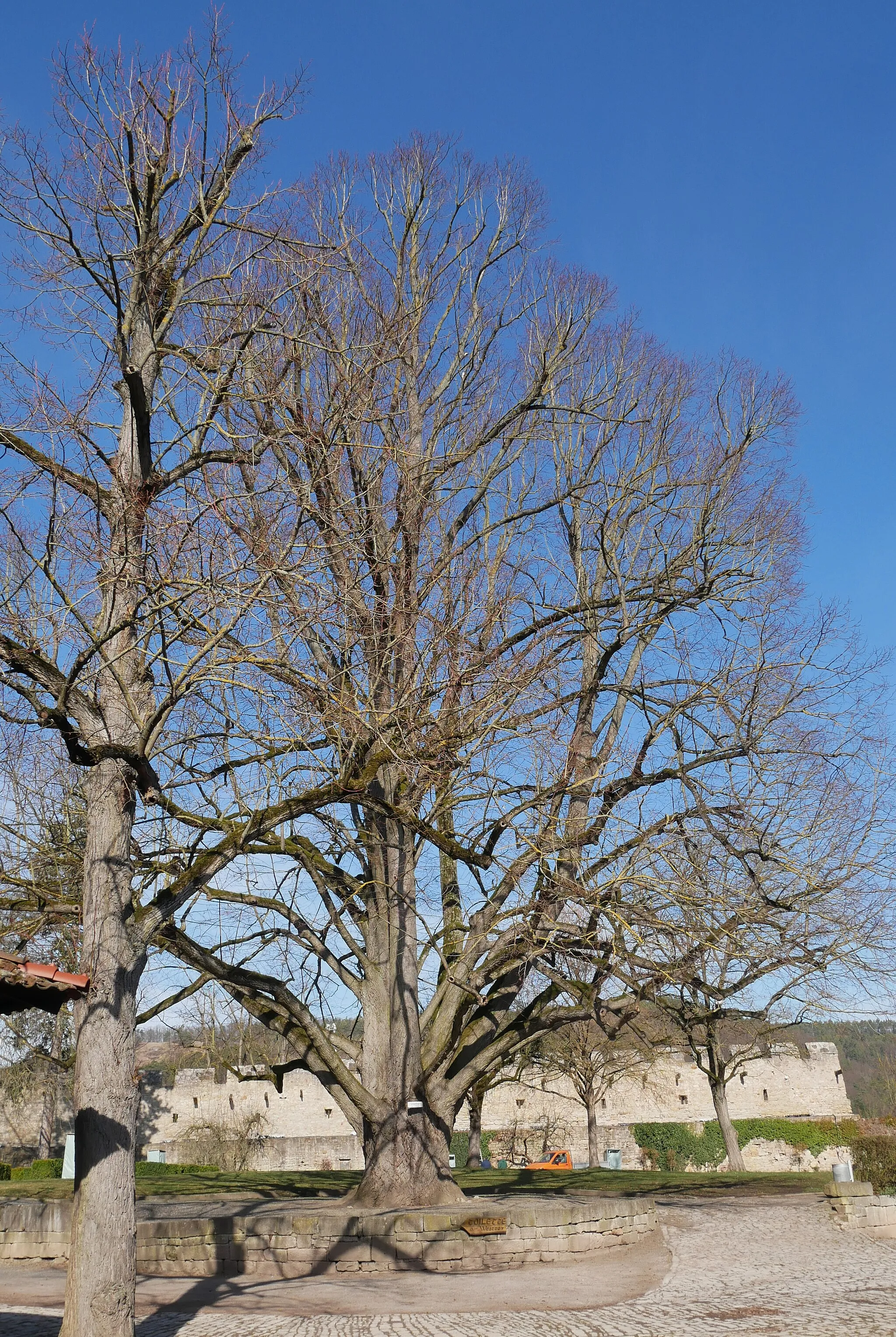 Photo showing: große Linde im Innenhof der Burg Creuzburg