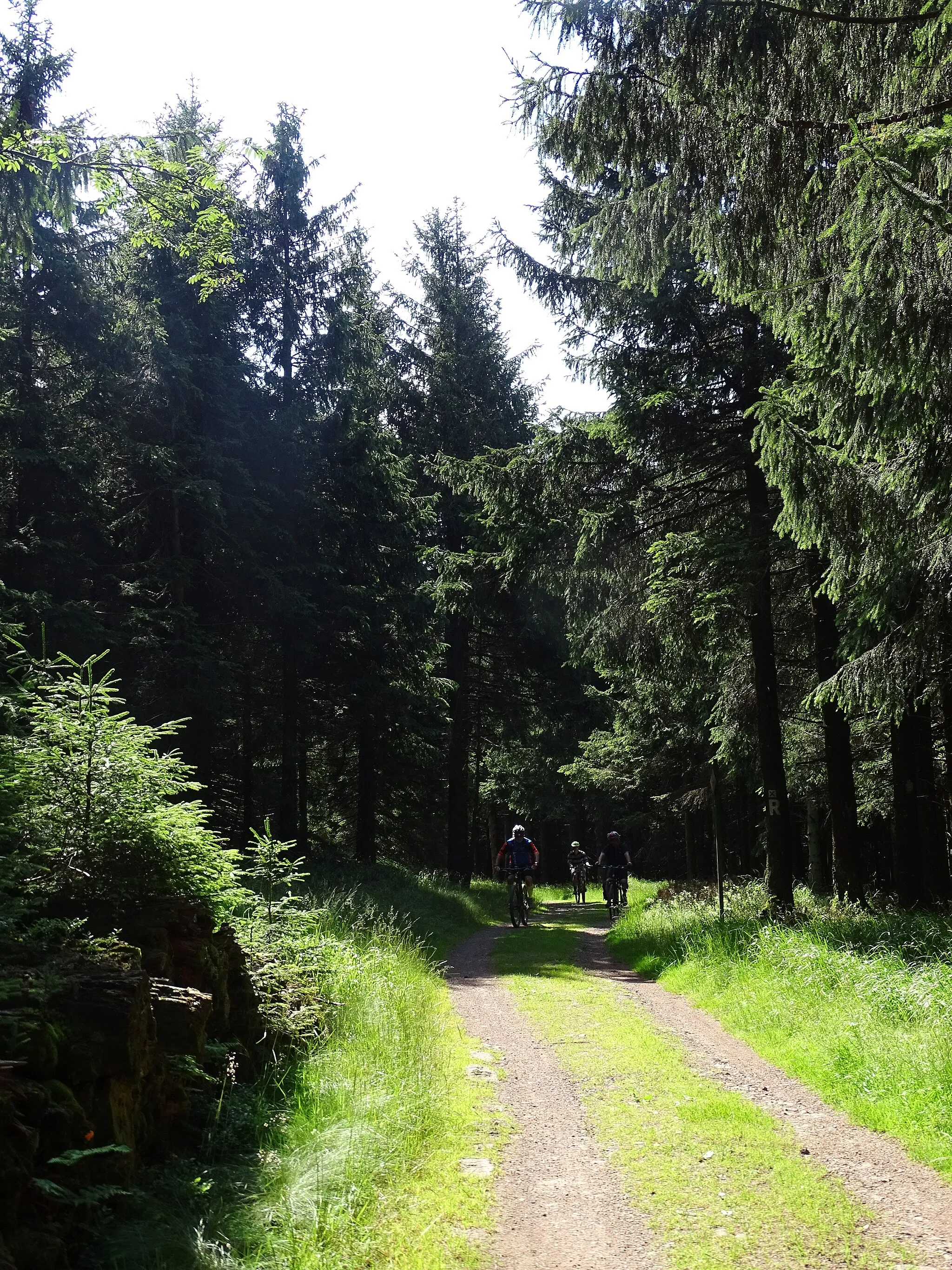 Photo showing: Radtour über den Rennsteig in Thüringen
Anstieg von Oberhof in Richtung Inselsberg

nahe der Schützhütte Neuhöfer Wiese