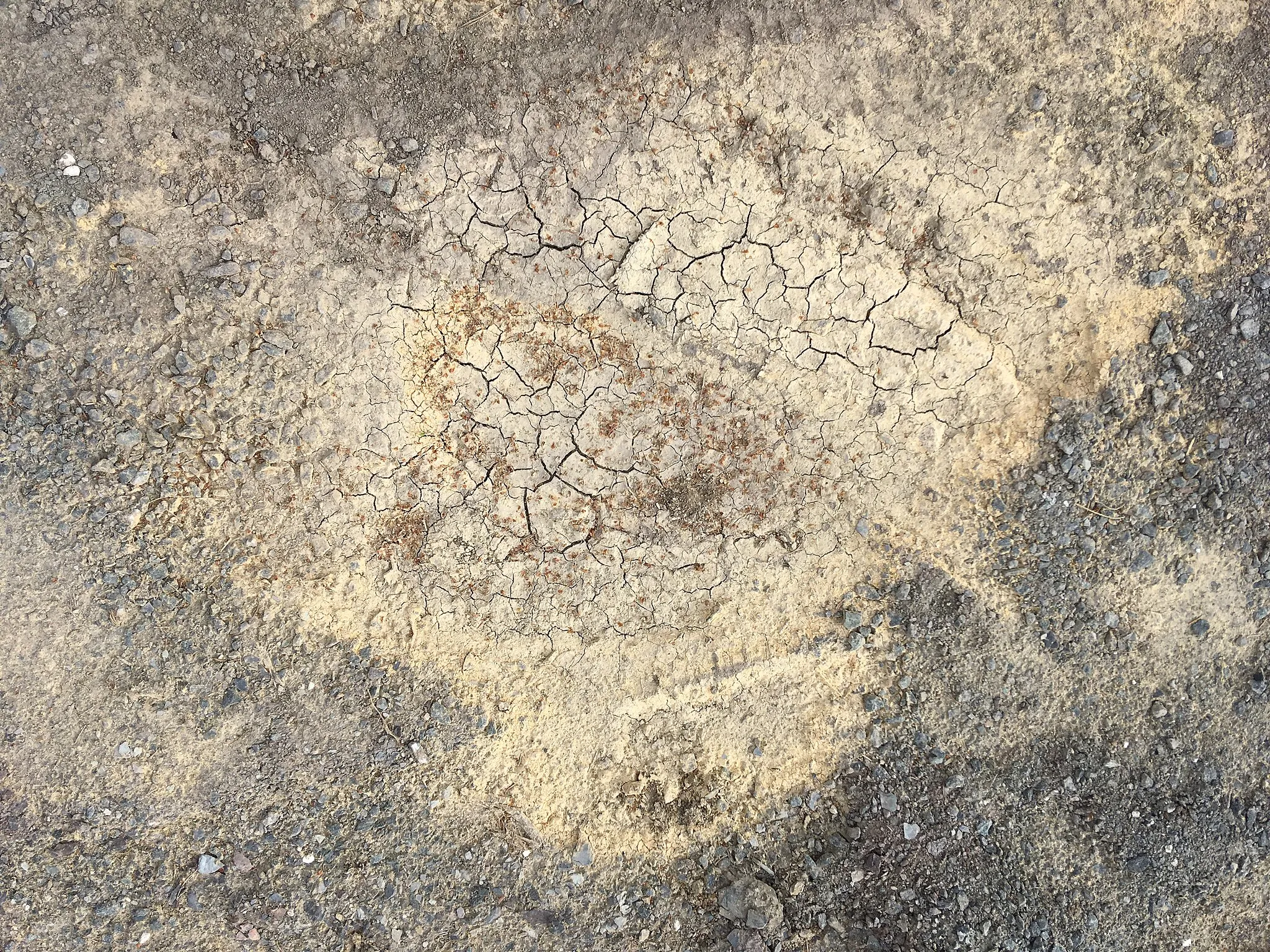 Photo showing: Spruce pollen in a dry puddle on the ground, may 11th 2018, Thuringia, Germany