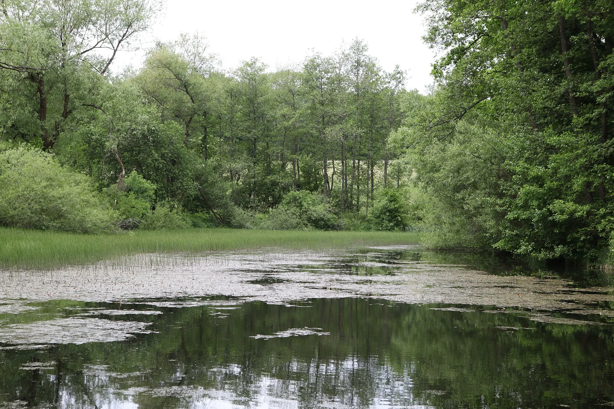 Photo showing: Taimbacher Forst, Teichanlage