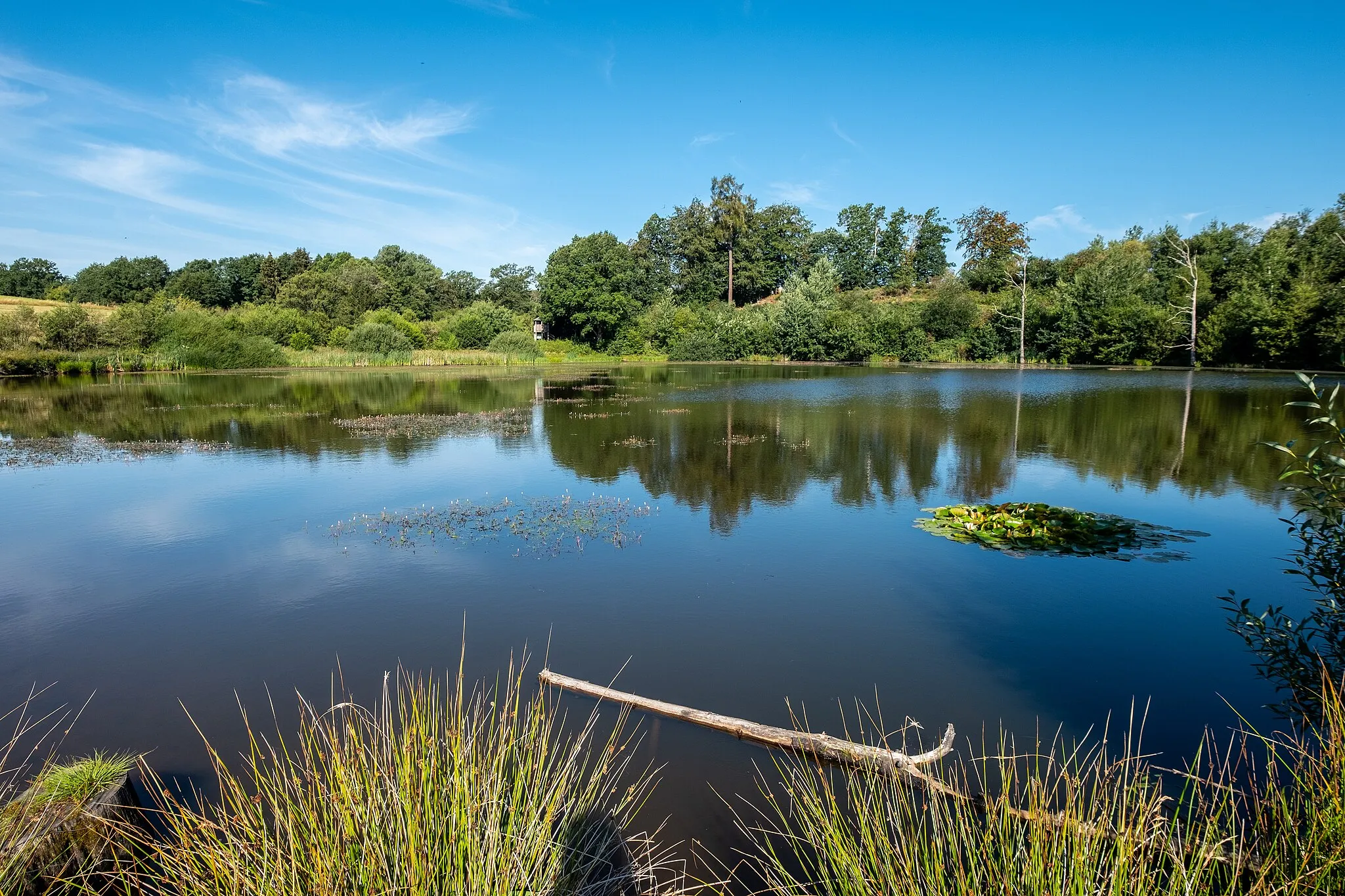 Photo showing: Das Eichholzmaar bei Steffeln im Sommer