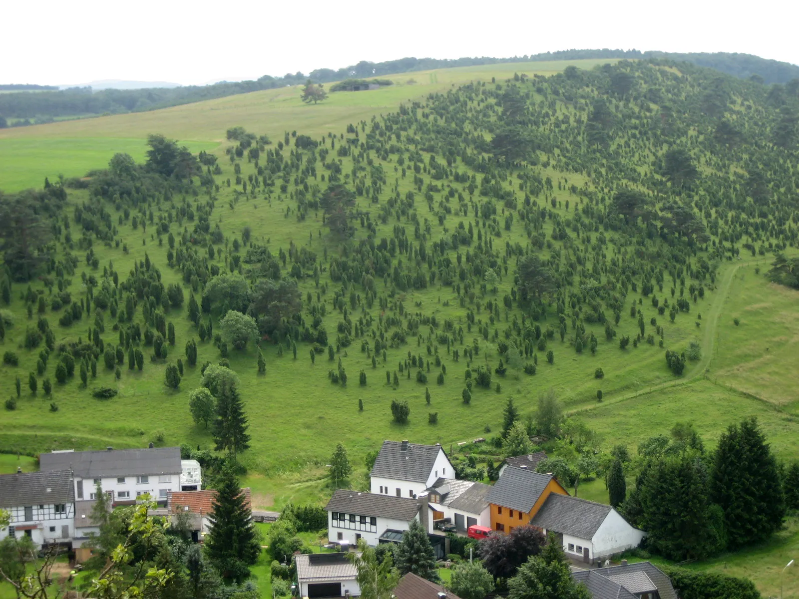 Photo showing: Alendorf, Eifel, Germany. Wacholderschutzgebiet (Juniper Reserve)