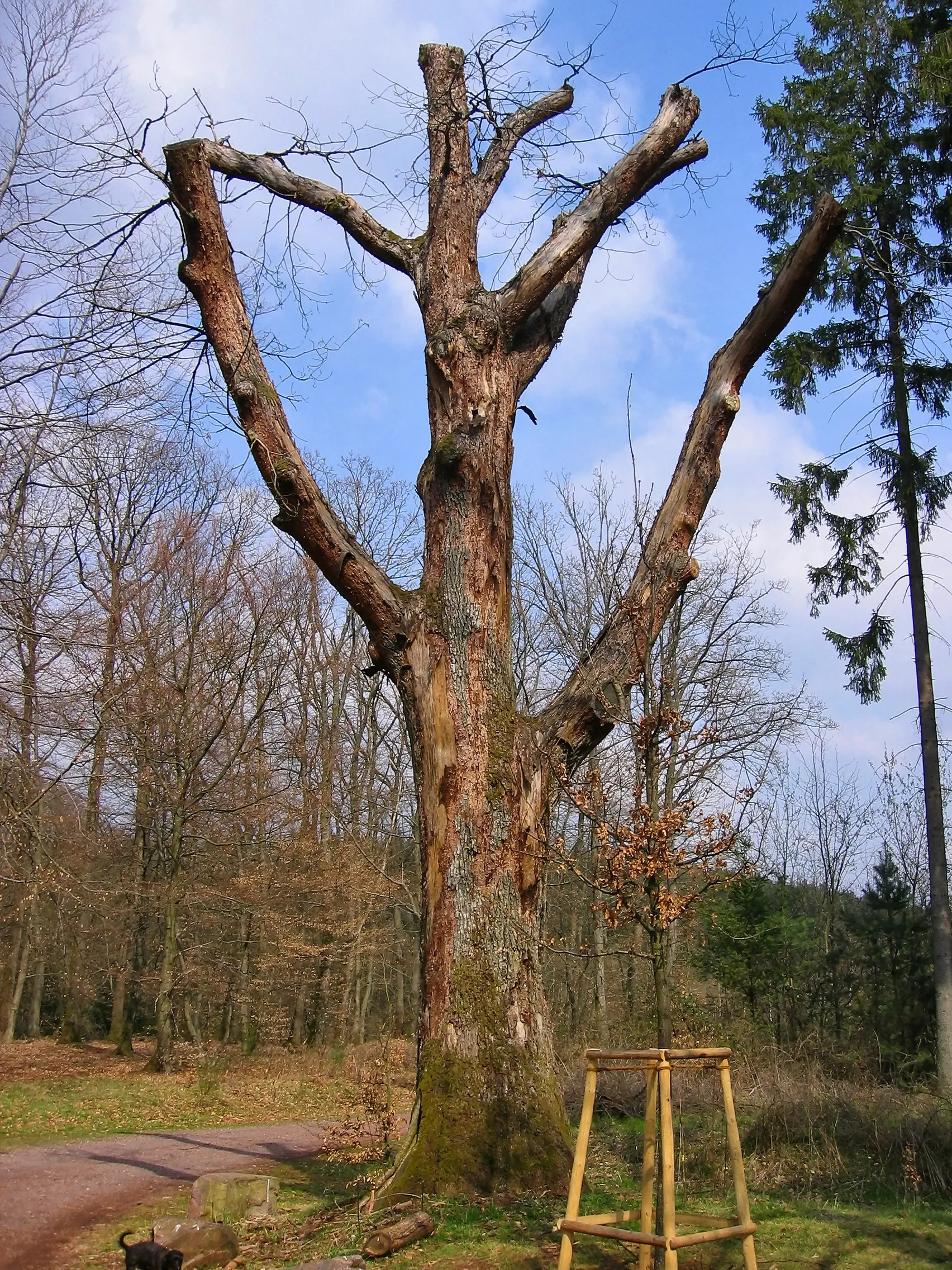 Photo showing: Ehemaliges Naturdenkmal "Biereiche" im Kammerforst bei Merzig. Der abgestorbene Baum wurde 2005 gefällt.