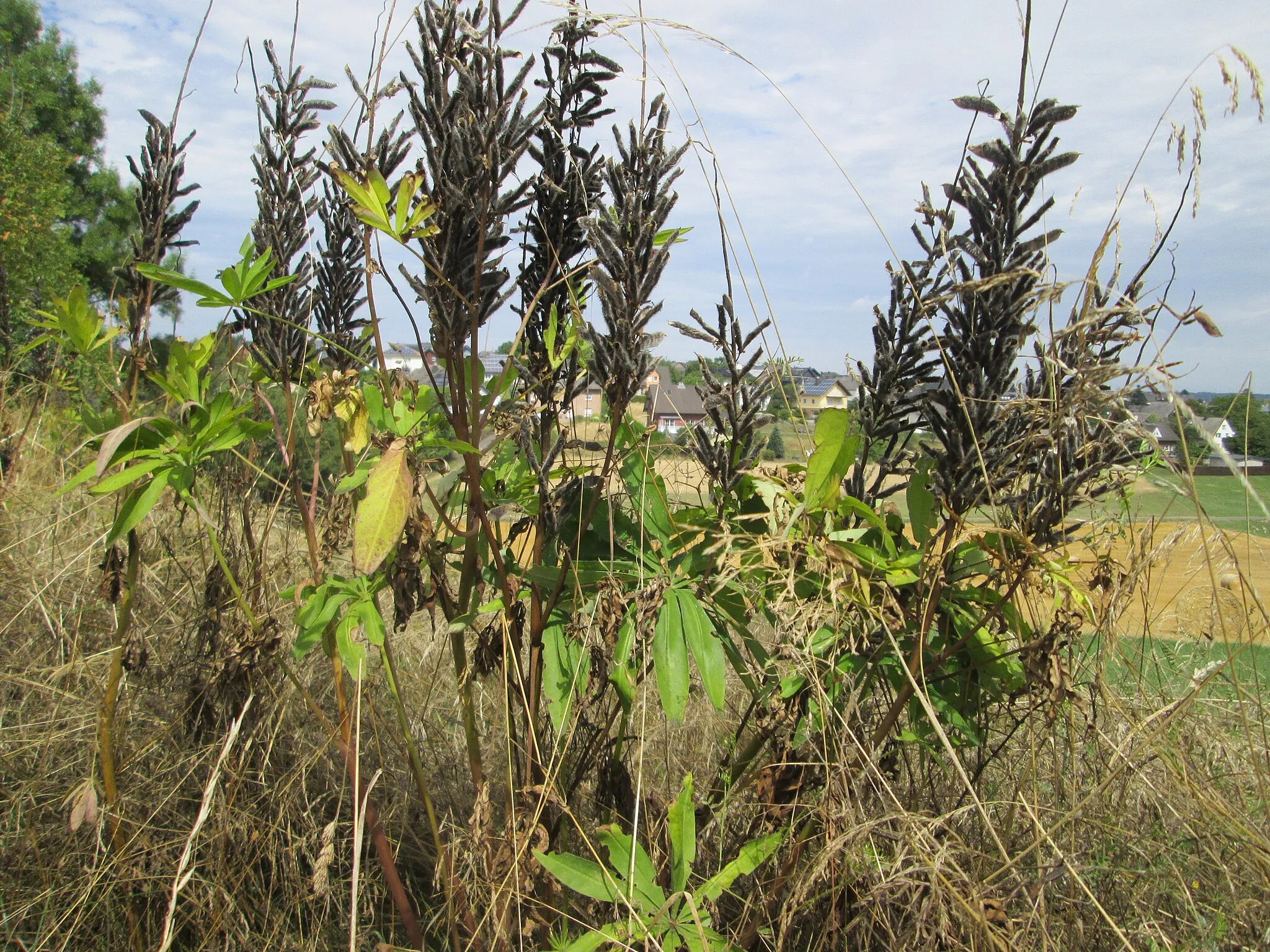 Photo showing: Vielblättrige Lupine (Lupinus polyphyllus) im Naturschutzgebiet Falkenlay bei Kennfus