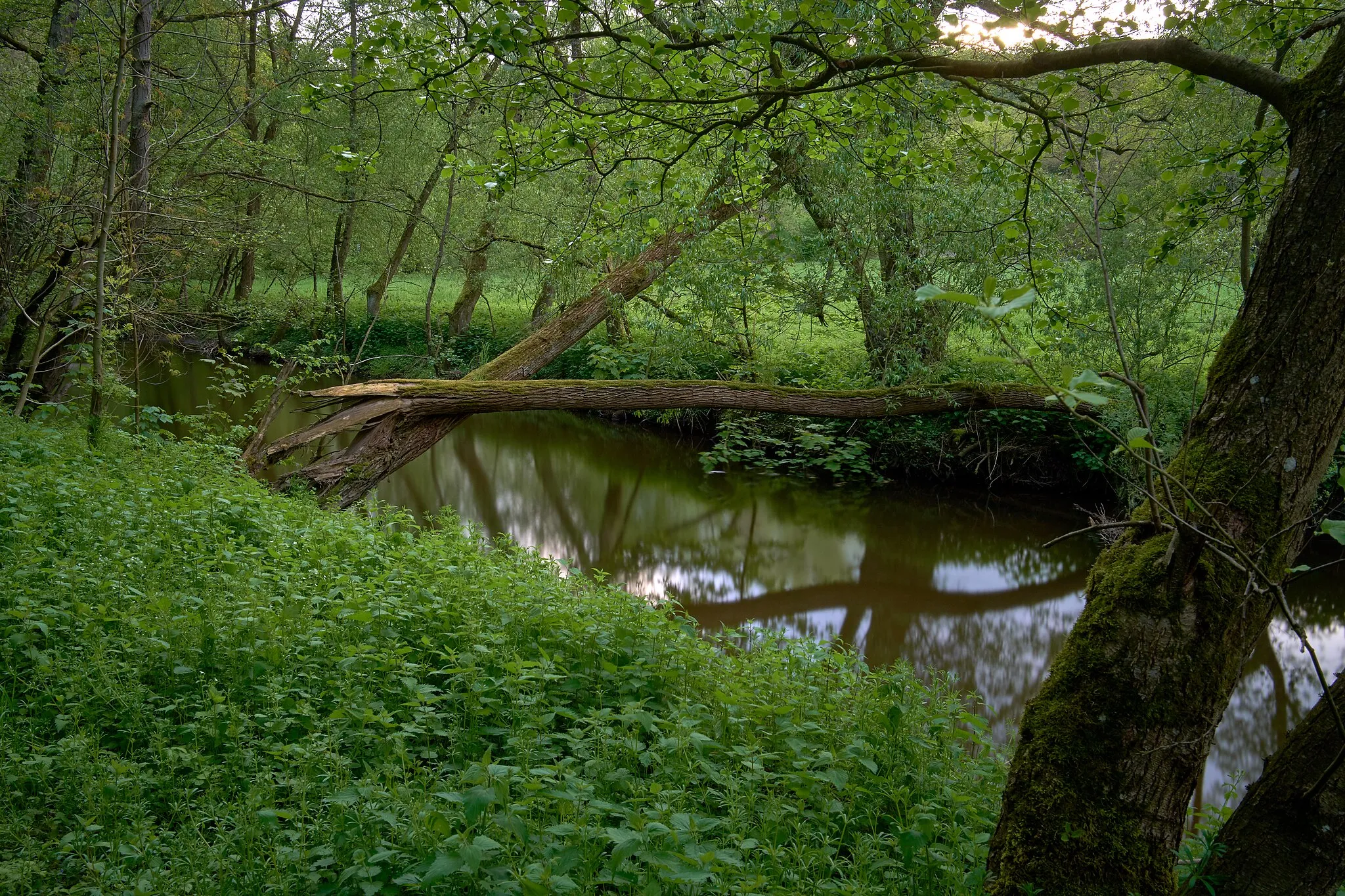 Photo showing: Die Nette im Naturschutzgebiet Nettetal bei Ochtendung, Rheinland-Pfalz