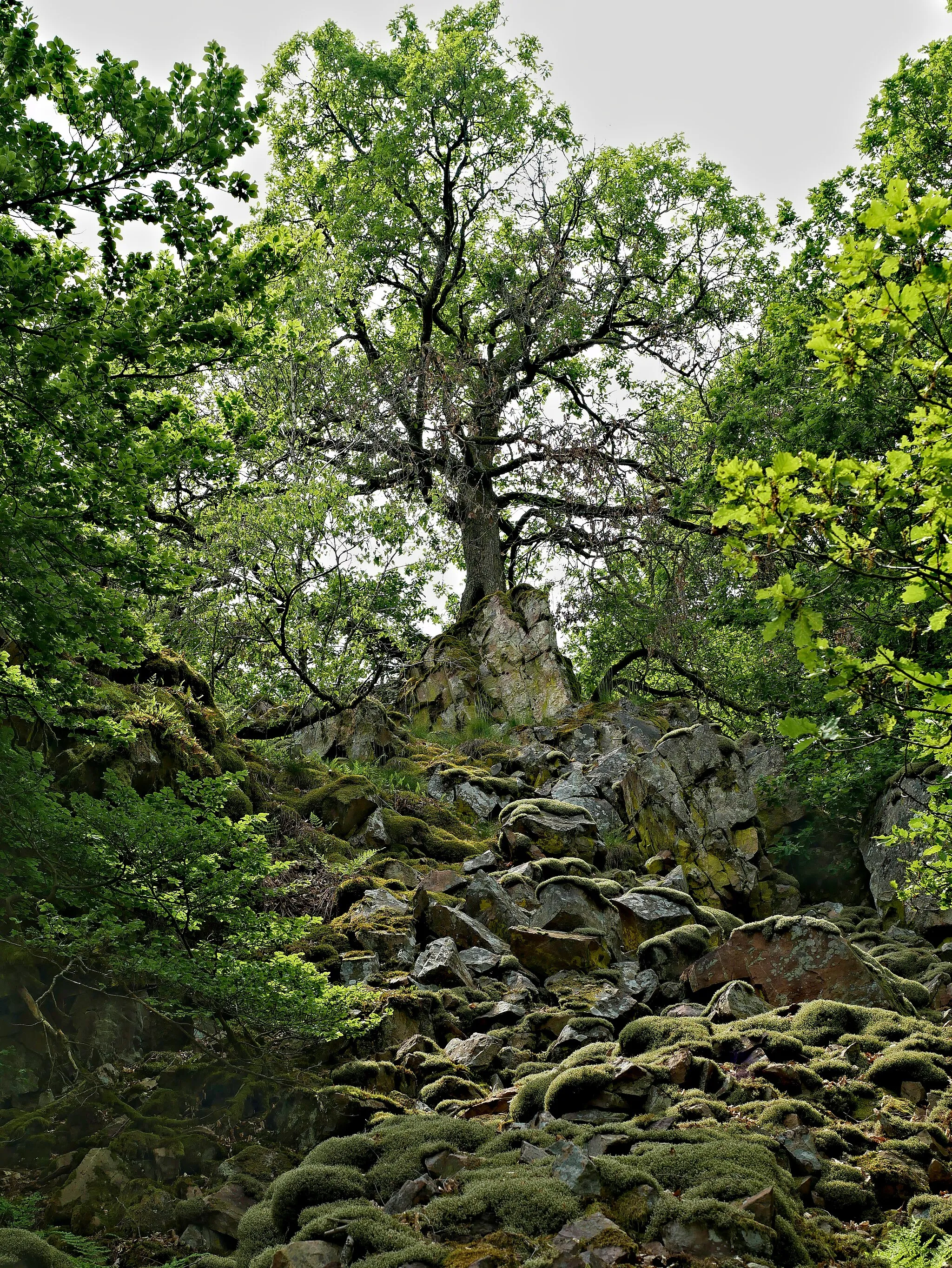 Photo showing: Der obere Bereich des Taunus-Quarzit-Massivs Katzenfelsen im Naturschutzgebiet Saar-Steilhänge/Lutwinuswald