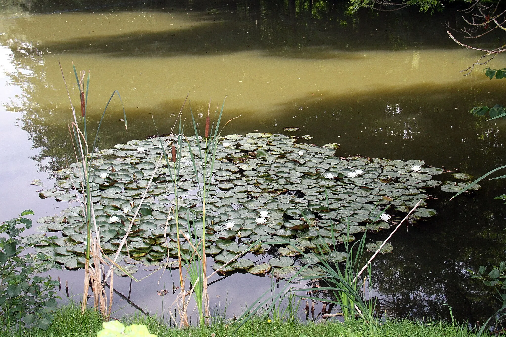 Photo showing: Municipality Hollenthon in Lower Austria. – The photo shows the castle pond in Stickelberg.