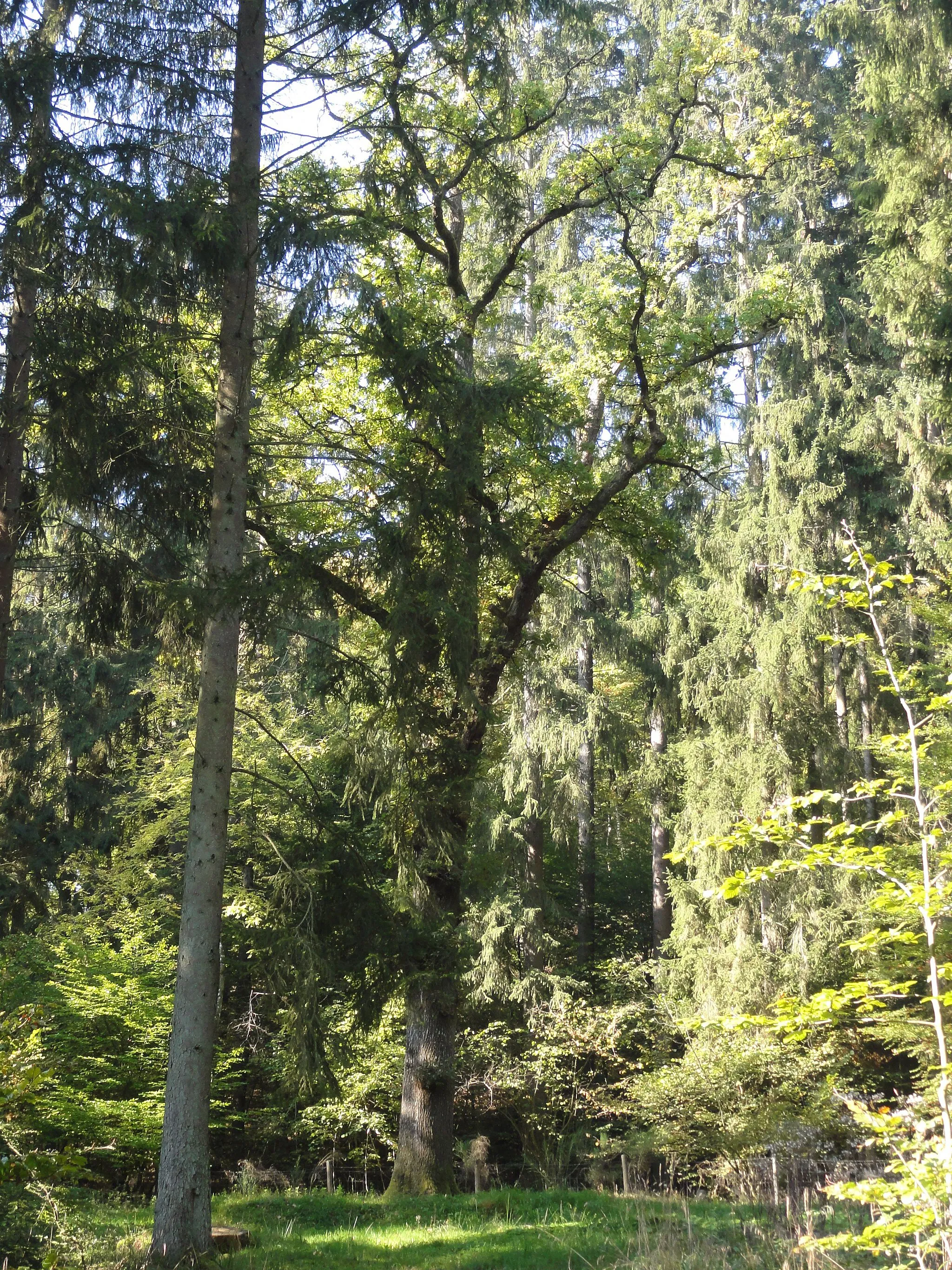 Photo showing: Ca. 200 Jahre alte Eiche im Waldstück Rossbach, Gemeinde Mauel, laut Legende war hier ein Lagerplatz der Truppen Napoleons