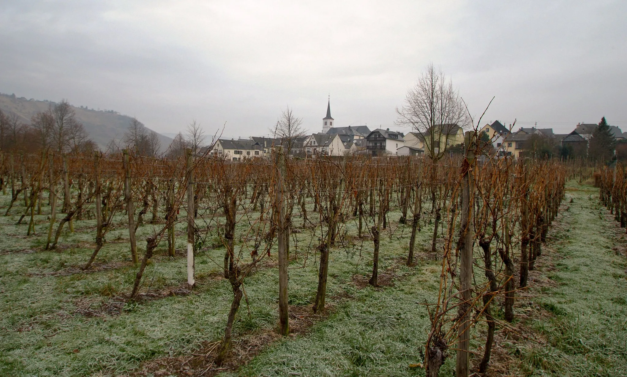 Photo showing: Blick auf Minheim, Weinreben im Vordergrund