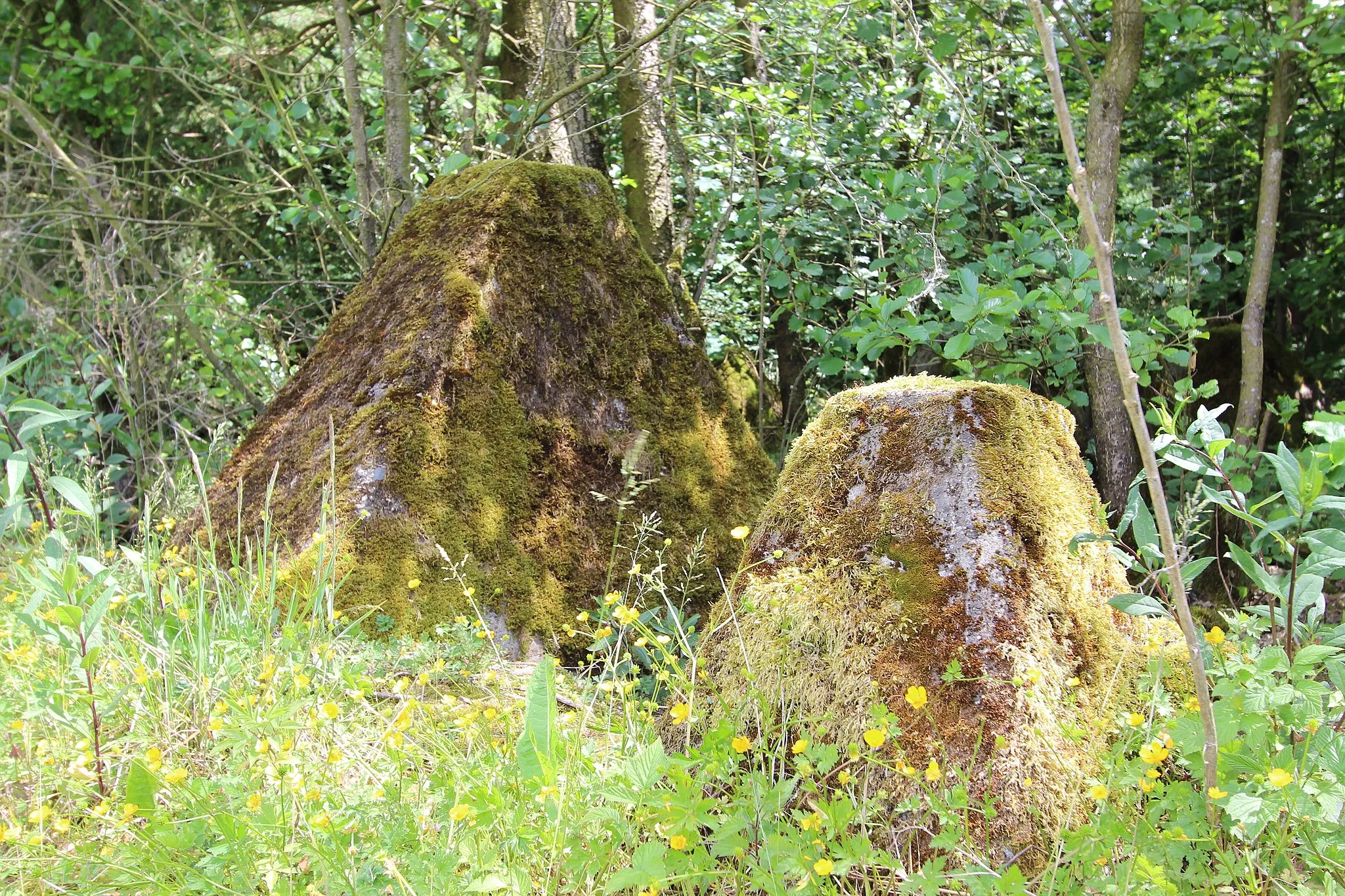 Photo showing: 54597 Ormont, an der westlichen Grenze der Ortsgemeinde. Mehrere sehr gut erhaltene Abschnitte der Höckerlinie des Westwalls. Aufnahme von 2017.