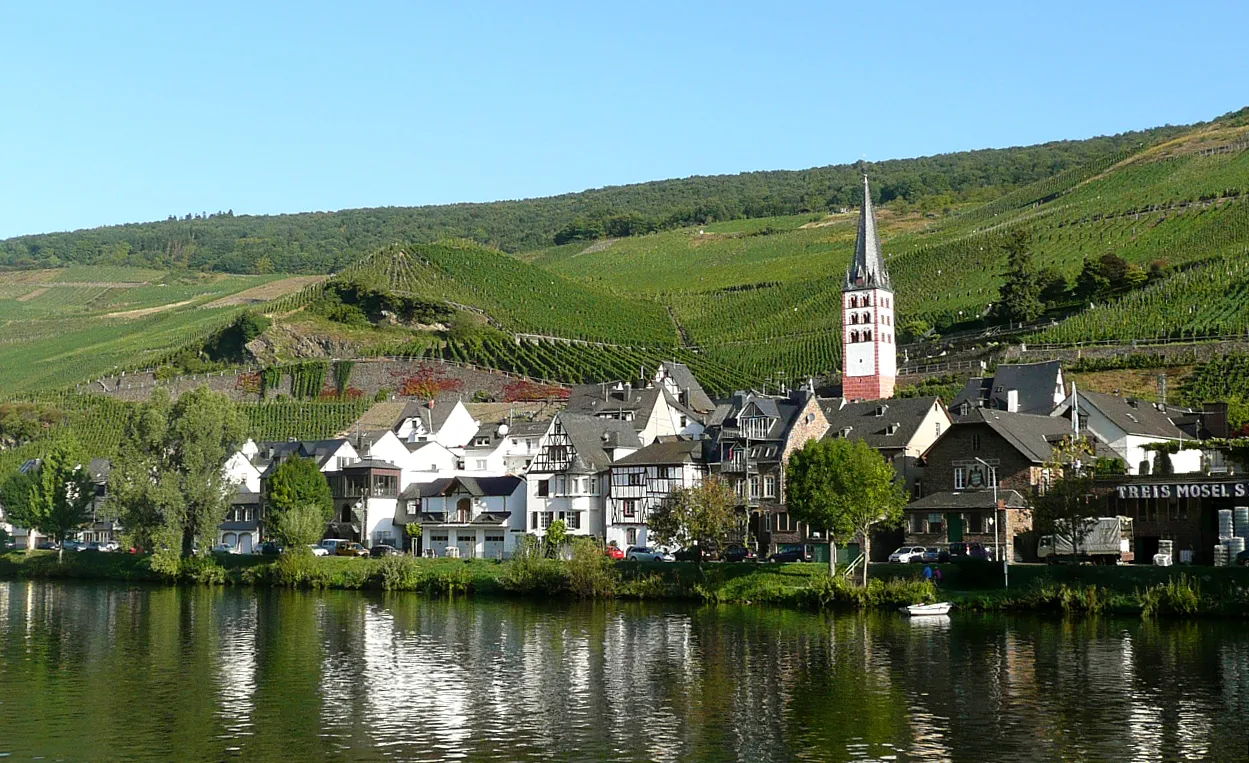 Photo showing: The Mosel river with the Merl village, between Bullay and Zell.