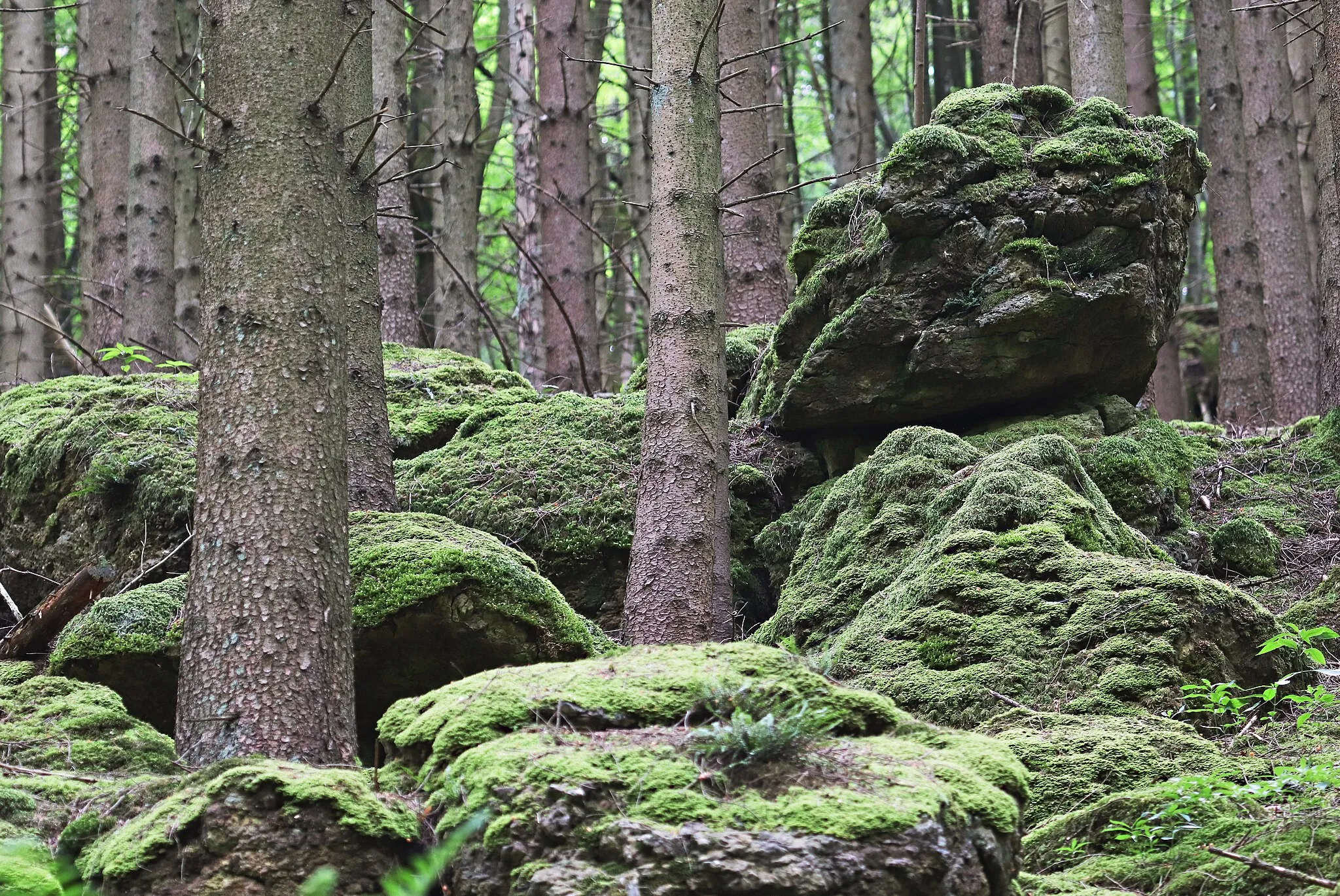 Photo showing: Felsenformation im Altburgbachtal in der Schönecker Schweiz im Eifelkreis Bitburg/Prüm in der Nähe der Keltenfliehburg(Keltenring). Altburgbach ist ein sogenannter Schwindbach, 
der teilweise oberirdig und teilweise im sogenannten Schluckloch verschwindet und unterirdig verläuft.