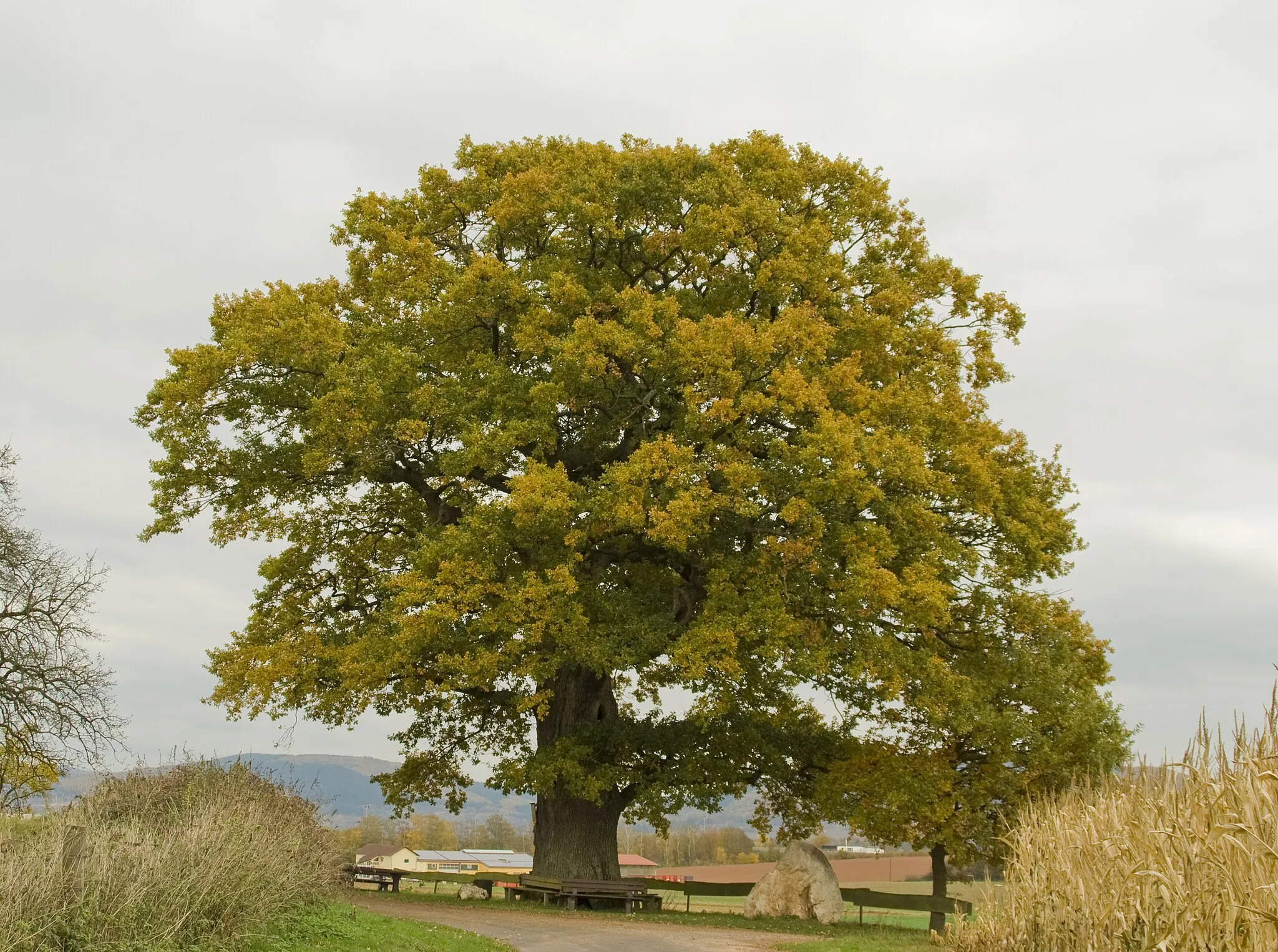 Photo showing: Die Alte Eiche (Dicke Eiche) außerhalb von Altrich.