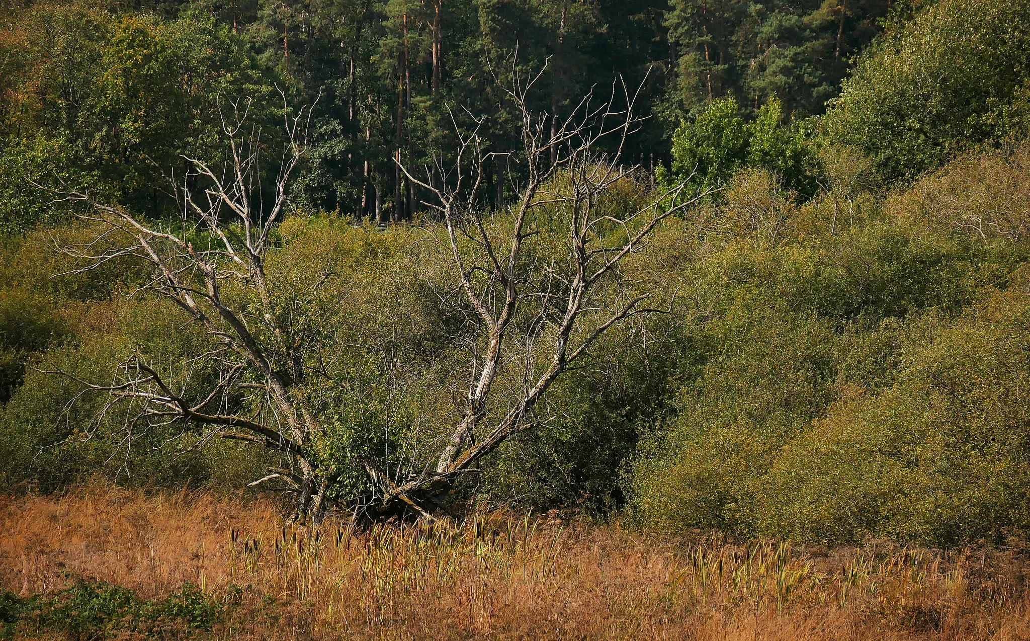 Photo showing: Naturschutzgebiet Eidenbruch bei Gusenburg - Rohrkolben im Süden und abgestorbener Baum