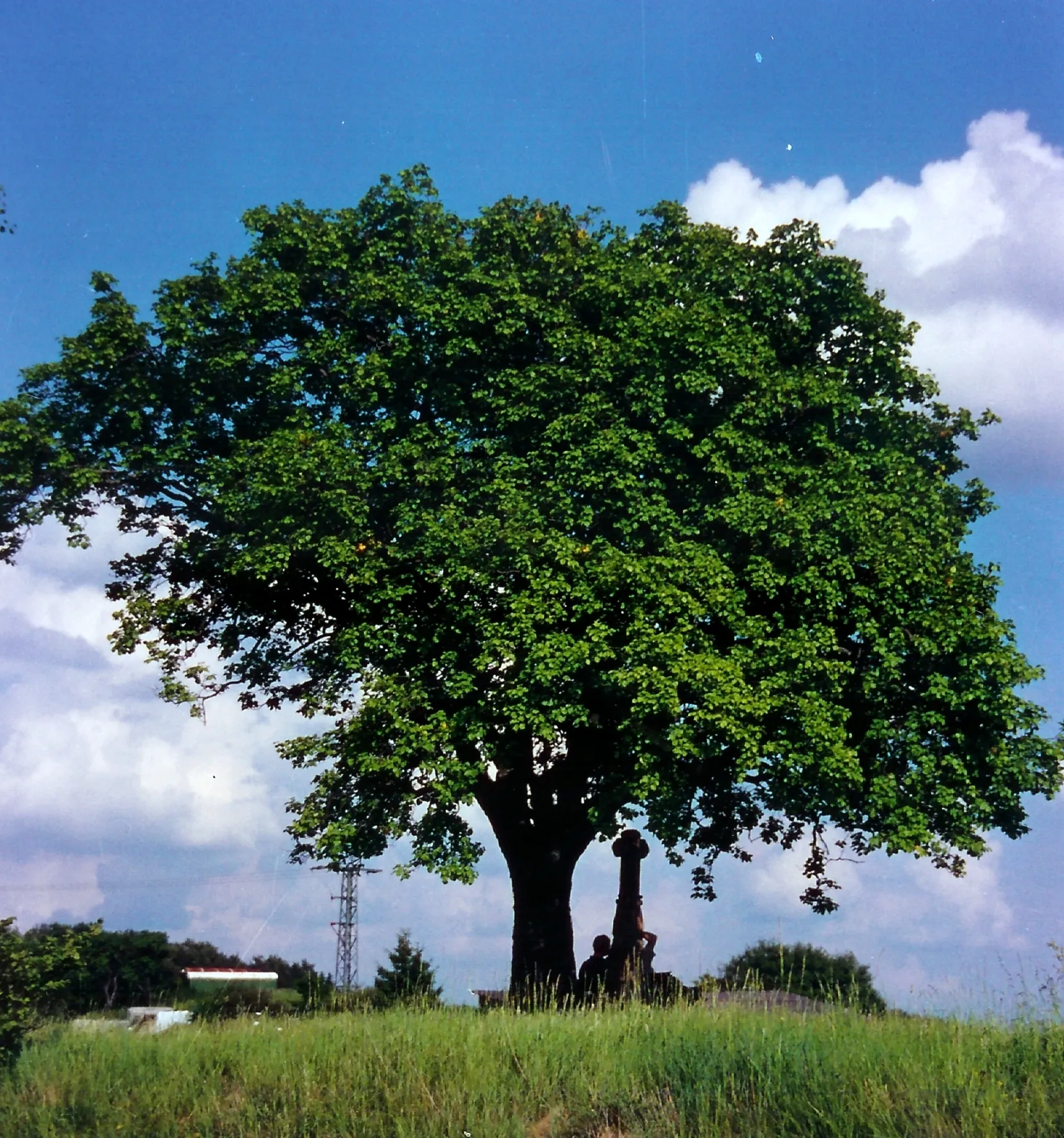 Photo showing: The famous Sorbus torminalis solitaire tree in Ripsdorf, a village near Blankenheim (Ahr), Kreis Euskirchen, North Rhine-Westphalia, Germany.
