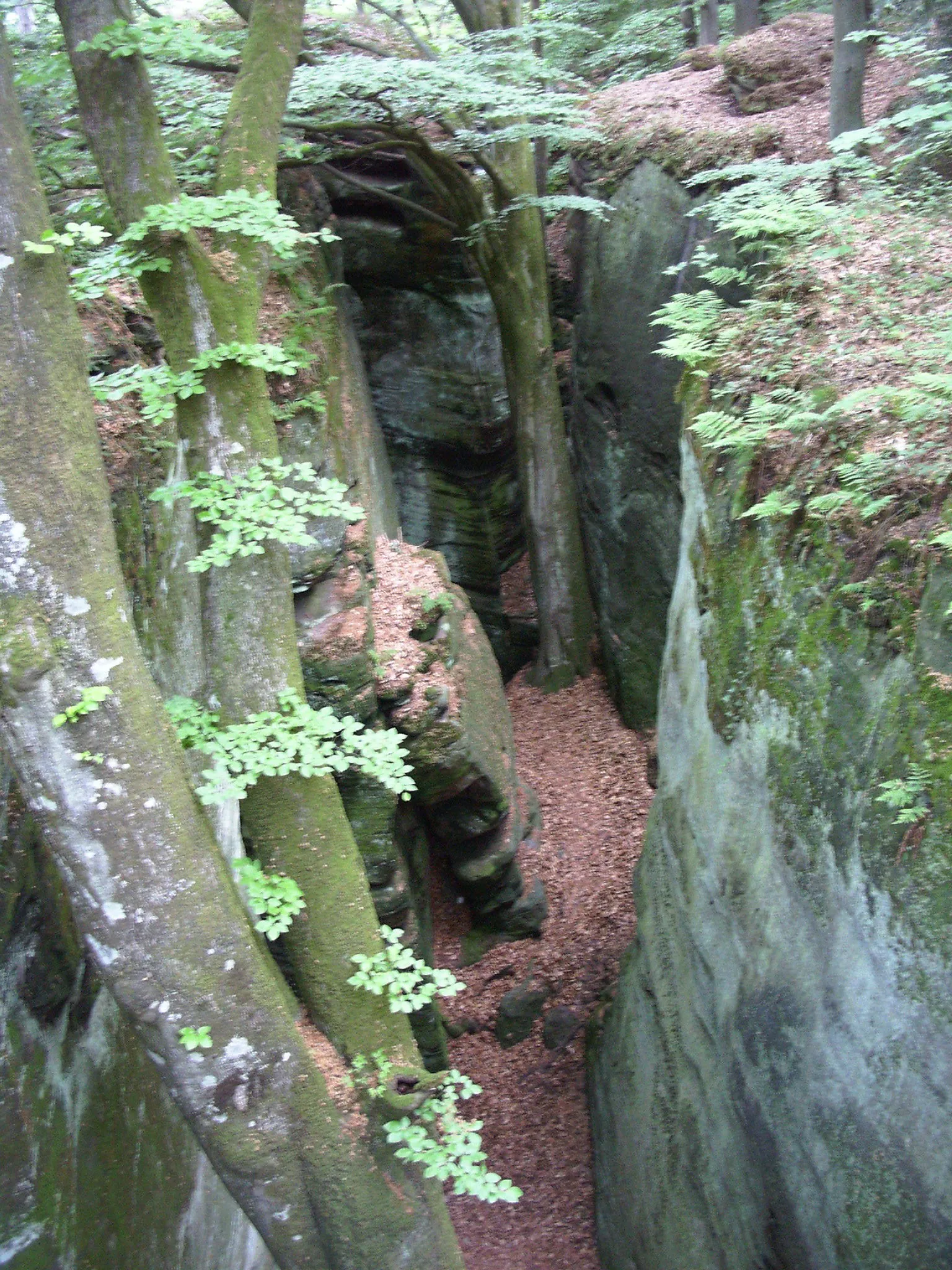 Photo showing: Im Wald bei Berdorf in Luxemburg