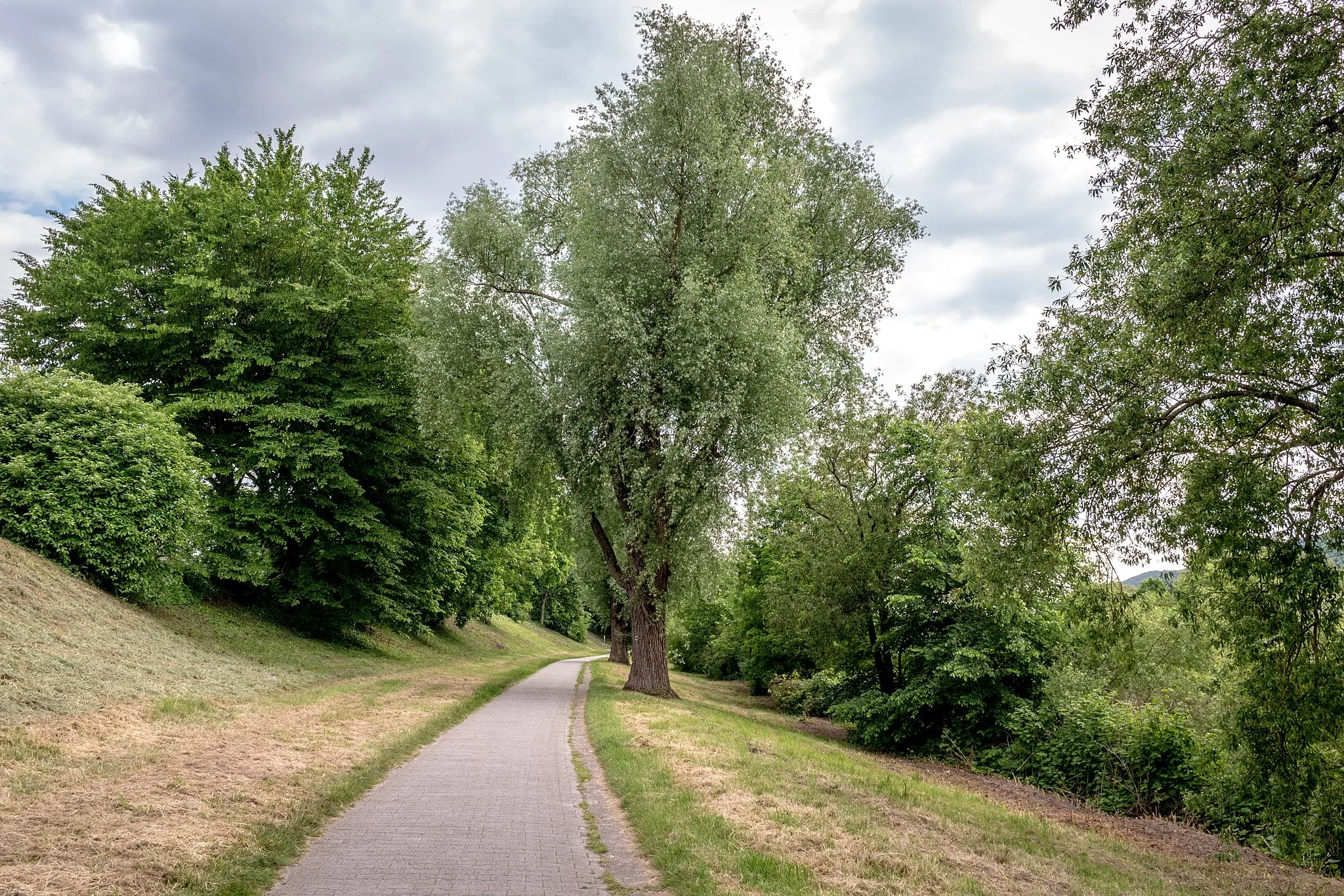 Photo showing: Blick in den geschützten Landschaftsbestandteil Baumbestand am Moselradweg Trier http://www.trier.de/Umwelt-Verkehr/Naturschutz/Geschuetzte-Gebiete/