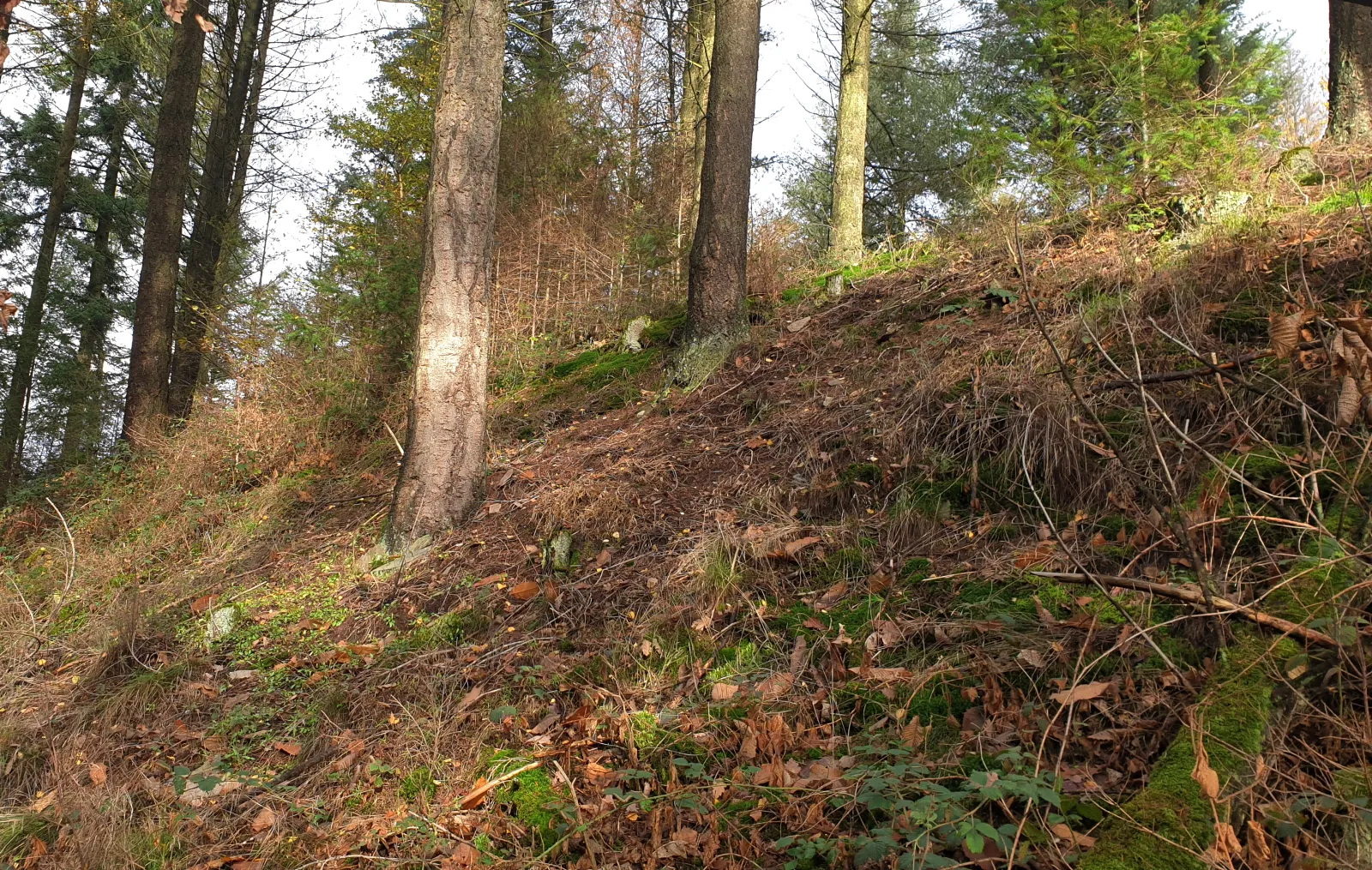 Photo showing: Hauptwall des Abschnittswalls Kröver Burgberg mit Blick aus dem Vorgraben.