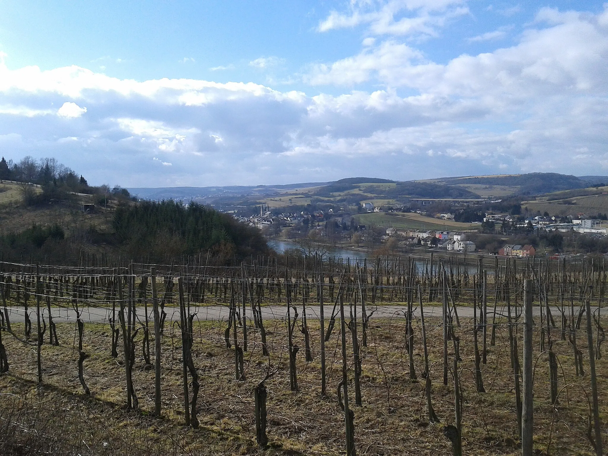Photo showing: Weinberge