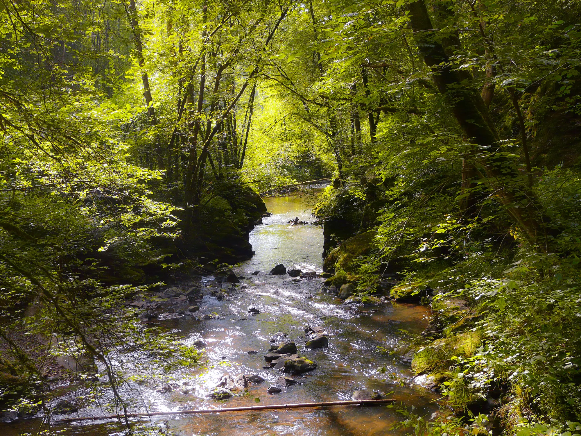 Photo showing: NSG-7231-002 Horngraben: Schlucht der Kleinen Kyll