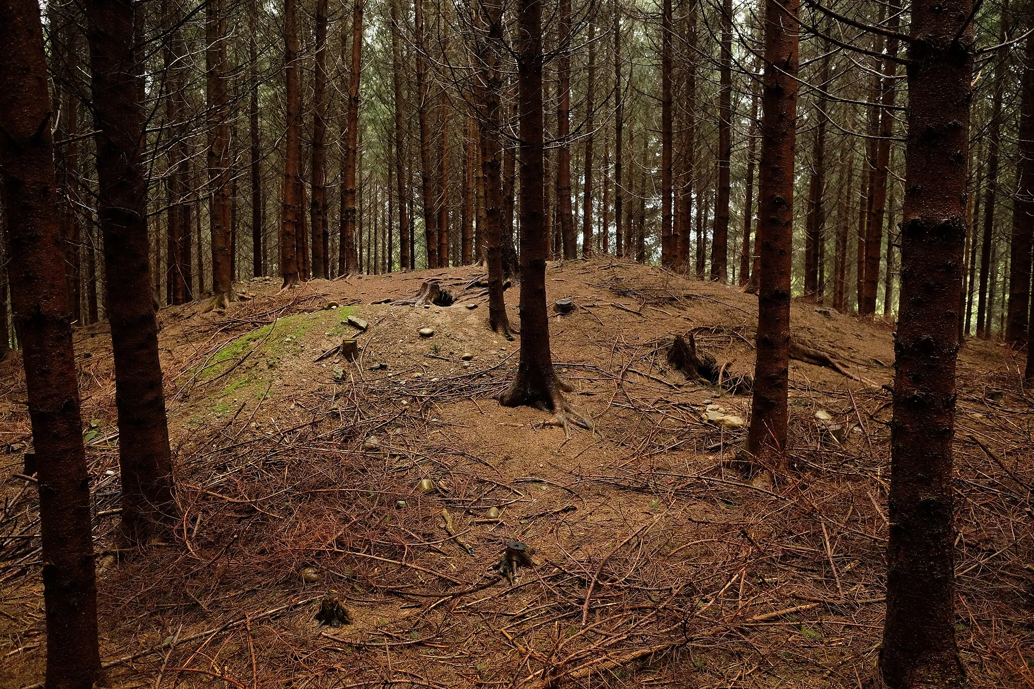 Photo showing: Tumuli on the Zillesberg, near Krehenberg, Friedrichshafen-Ettenkirch, district Bodenseekreis, Baden-Württemberg, Germany