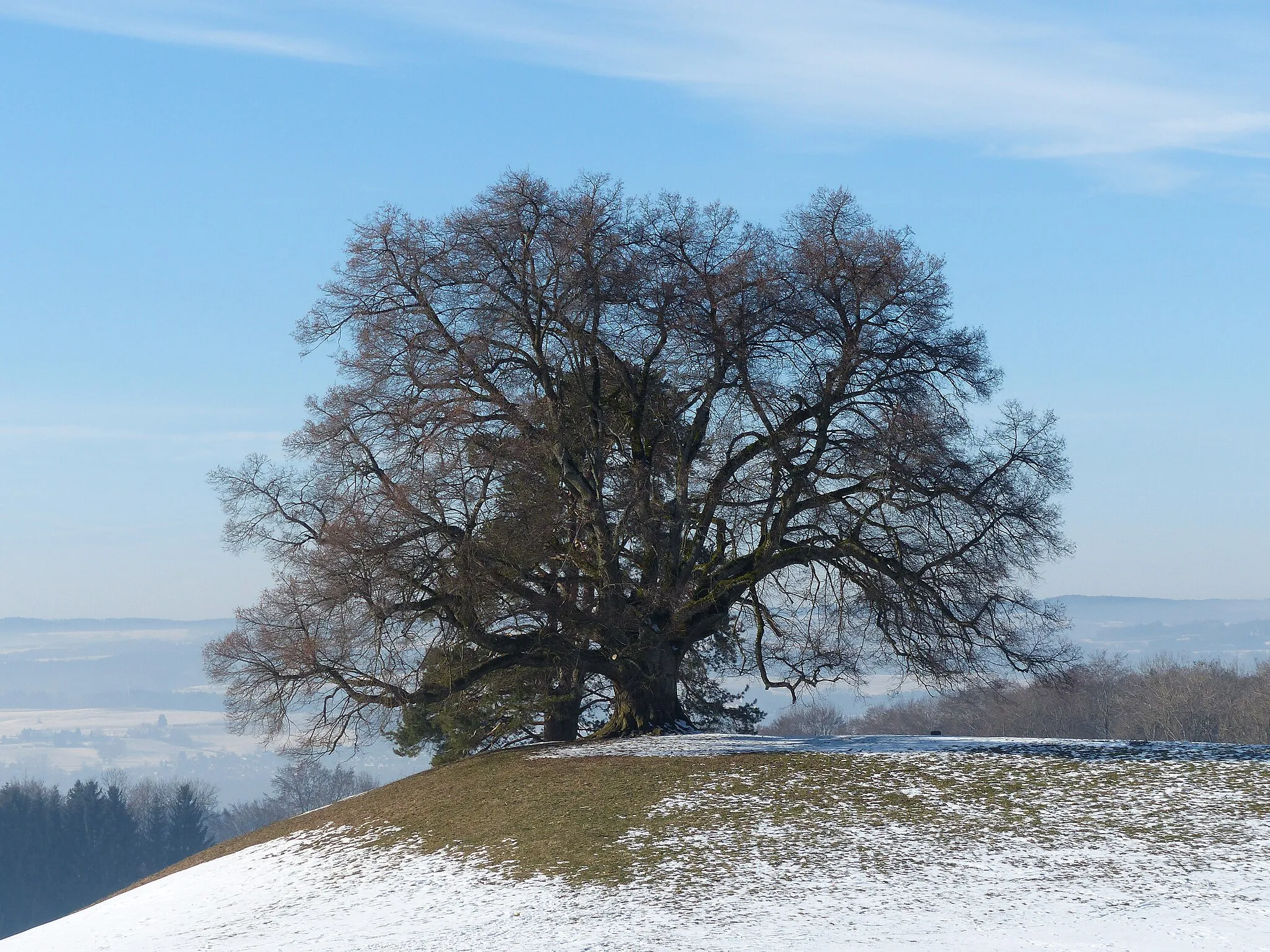 Photo showing: Naturdenkmal Zundelbacher Linde im Winter
