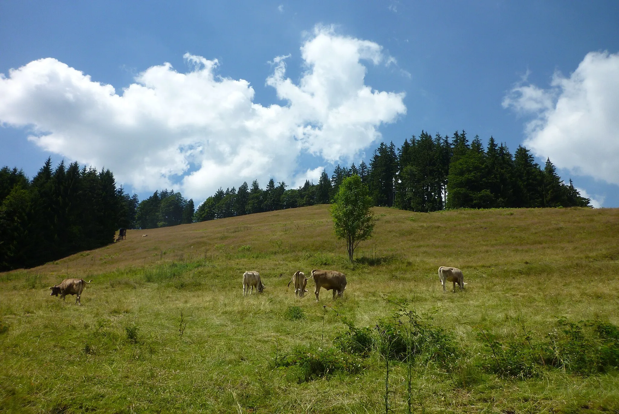 Photo showing: Isny - Alpweide unter dem Schwarzen Grat