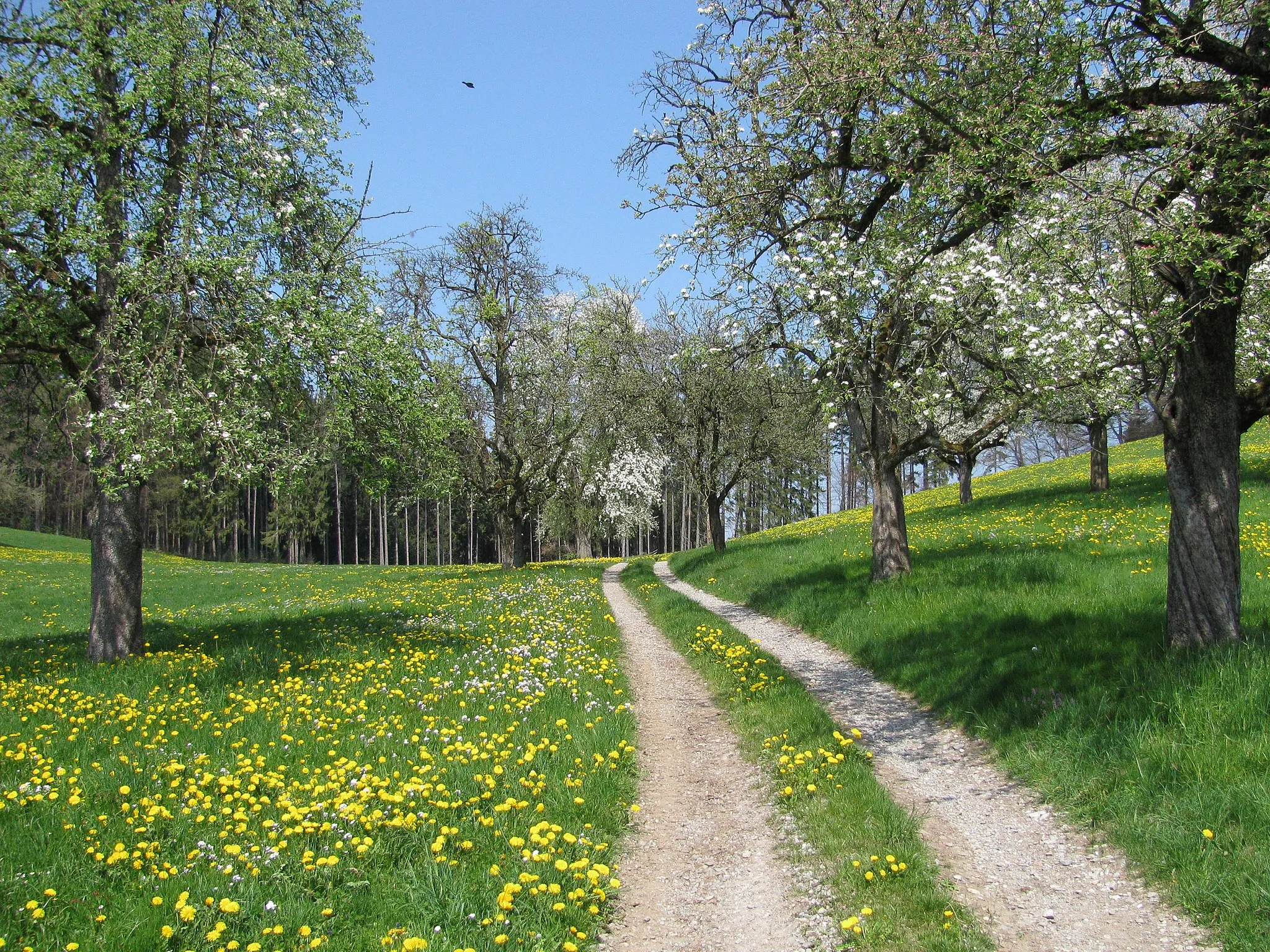 Photo showing: Deutschland - Baden-Württemberg - Bodenseekreis - Neukirch - Unterlangensee: Wirtschaftsweg nach Neukirch / "Jubiläumsweg"