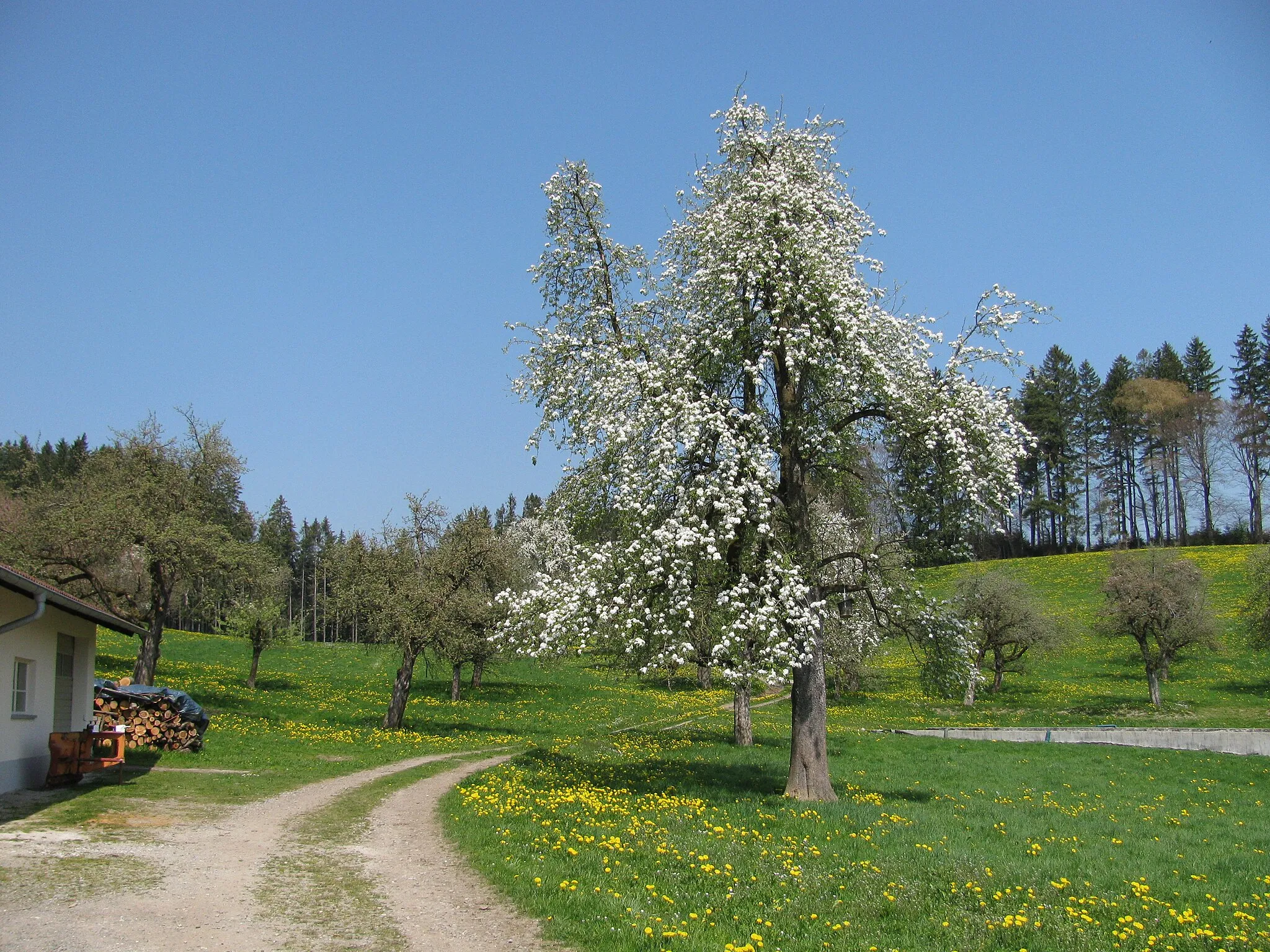 Photo showing: Deutschland - Baden-Württemberg - Bodenseekreis - Neukirch - Unterlangensee: Wirtschaftsweg nach Neukirch / "Jubiläumsweg"