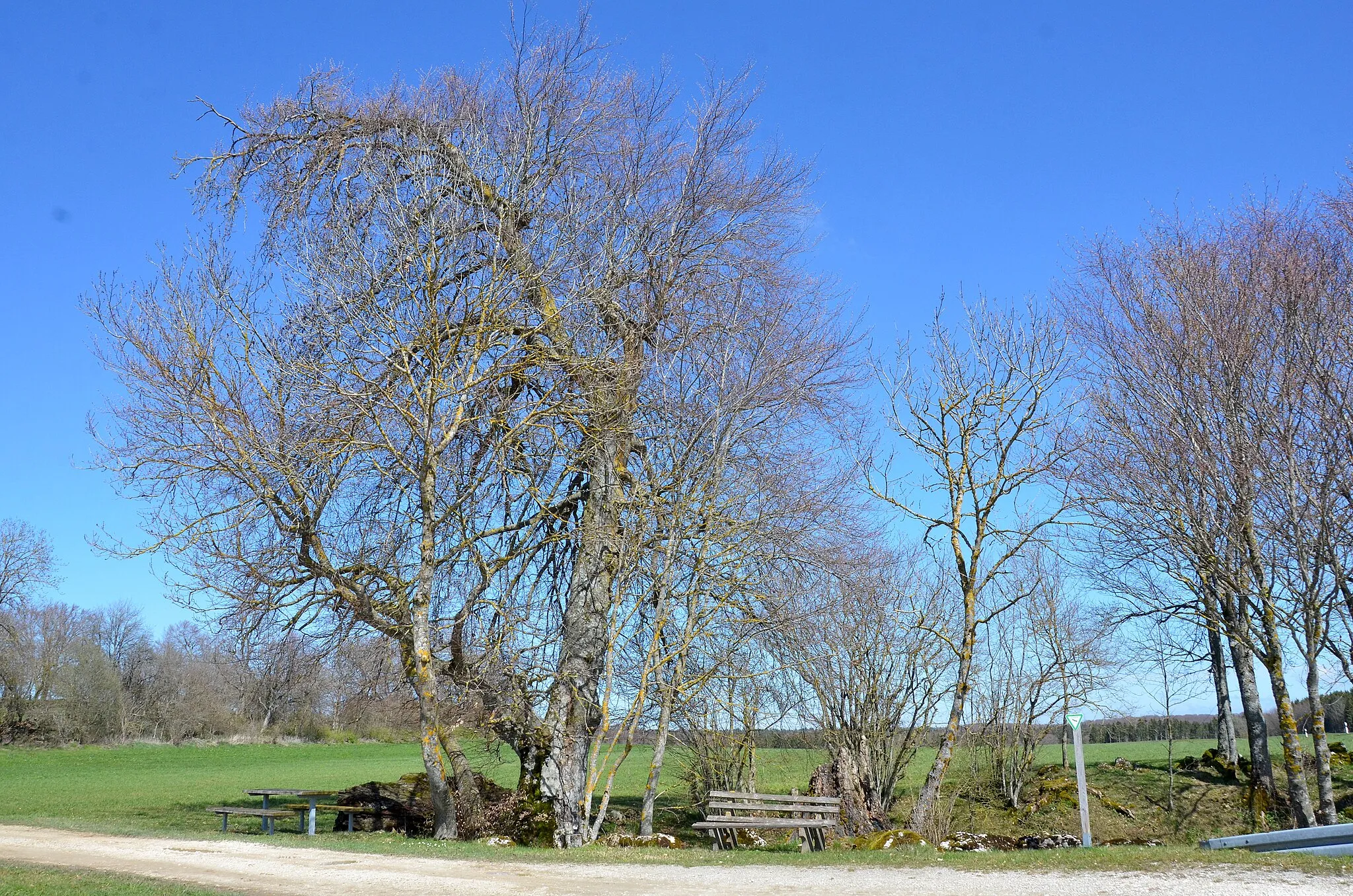 Photo showing: Naturdenkmal Rotbuche an der Hülbe bei Heinstetten (Meßstetten) im Wasserschutzgebiet WSG Heuberg, Landschaftsschutzgebiet Großer Heuberg, Naturpark Obere Donau