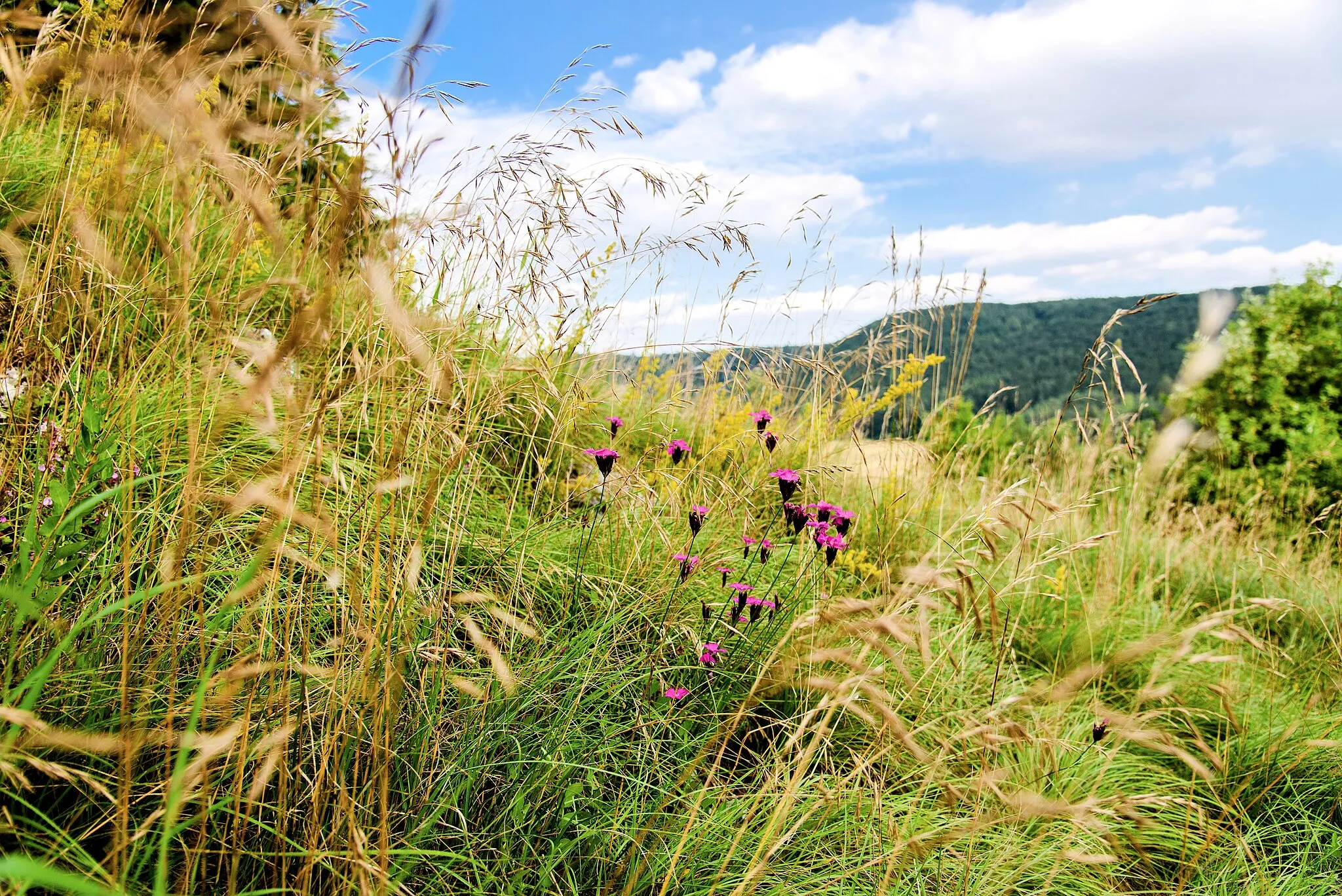 Photo showing: Naturschutzgebiet "Untere Hellebarten" (NSG 4.278), Blaubeuren-Gerhausen, Alb-Donau-Kreis, Baden-Württemberg