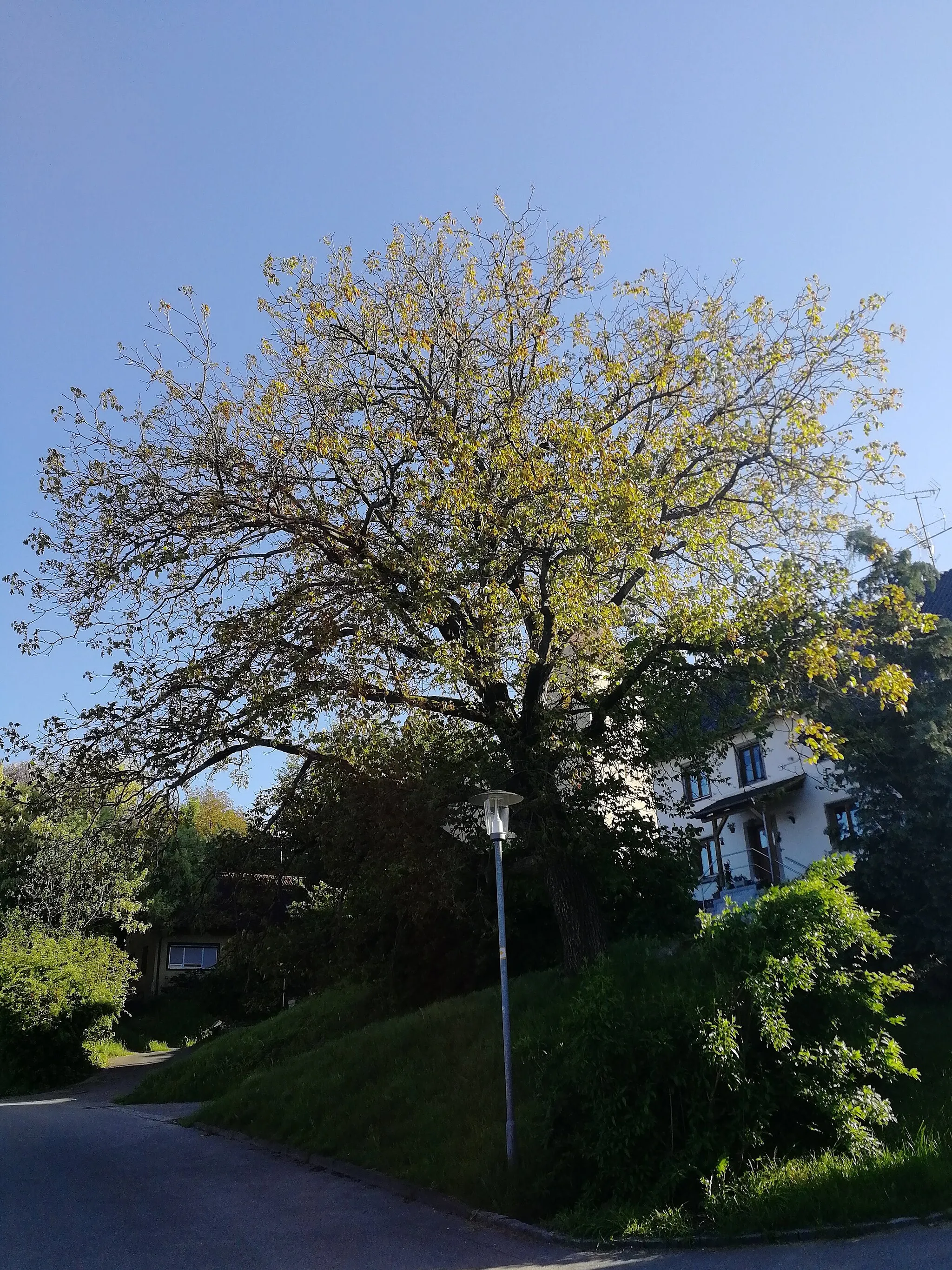 Photo showing: 1 Sommerlinde, Tilia platyphyllos