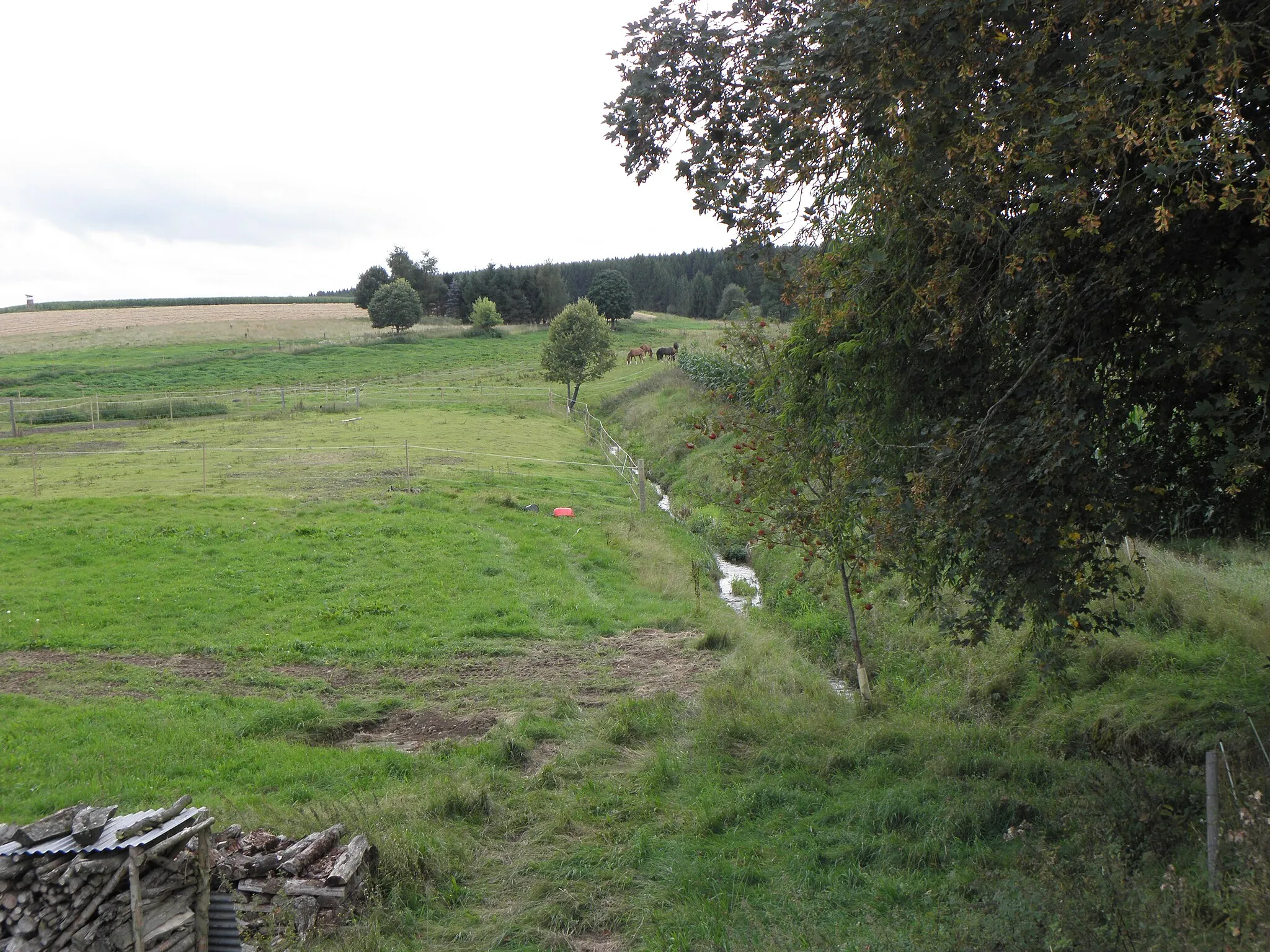 Photo showing: Der Ringenbach erhält seinen Namen ab hier beim Walder Weiler Allmannshofen zu Beginn des "Täle" genannten Tals.